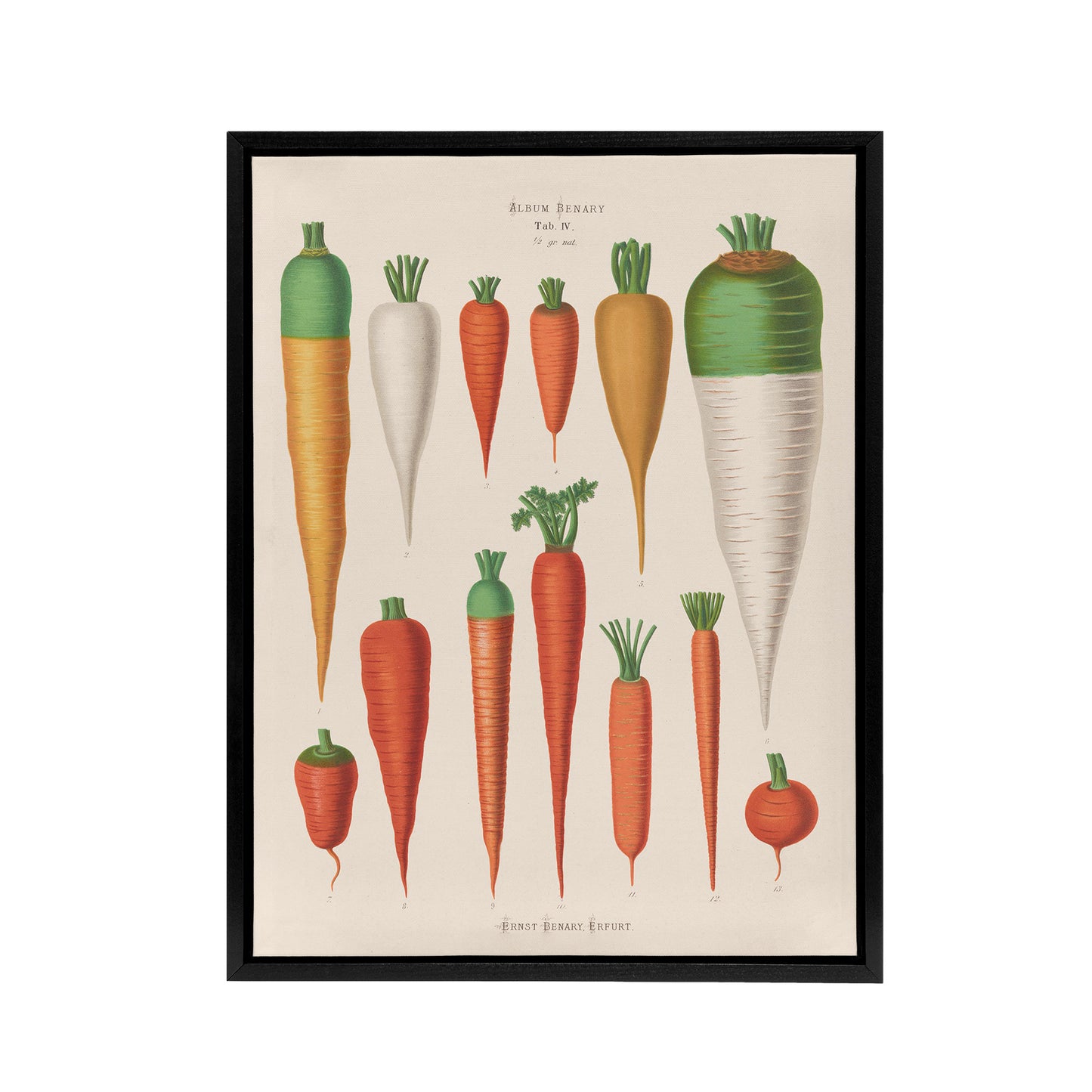 Carrots Vegetables Kitchen Ernst Benary Framed Canvas Wall Art Print