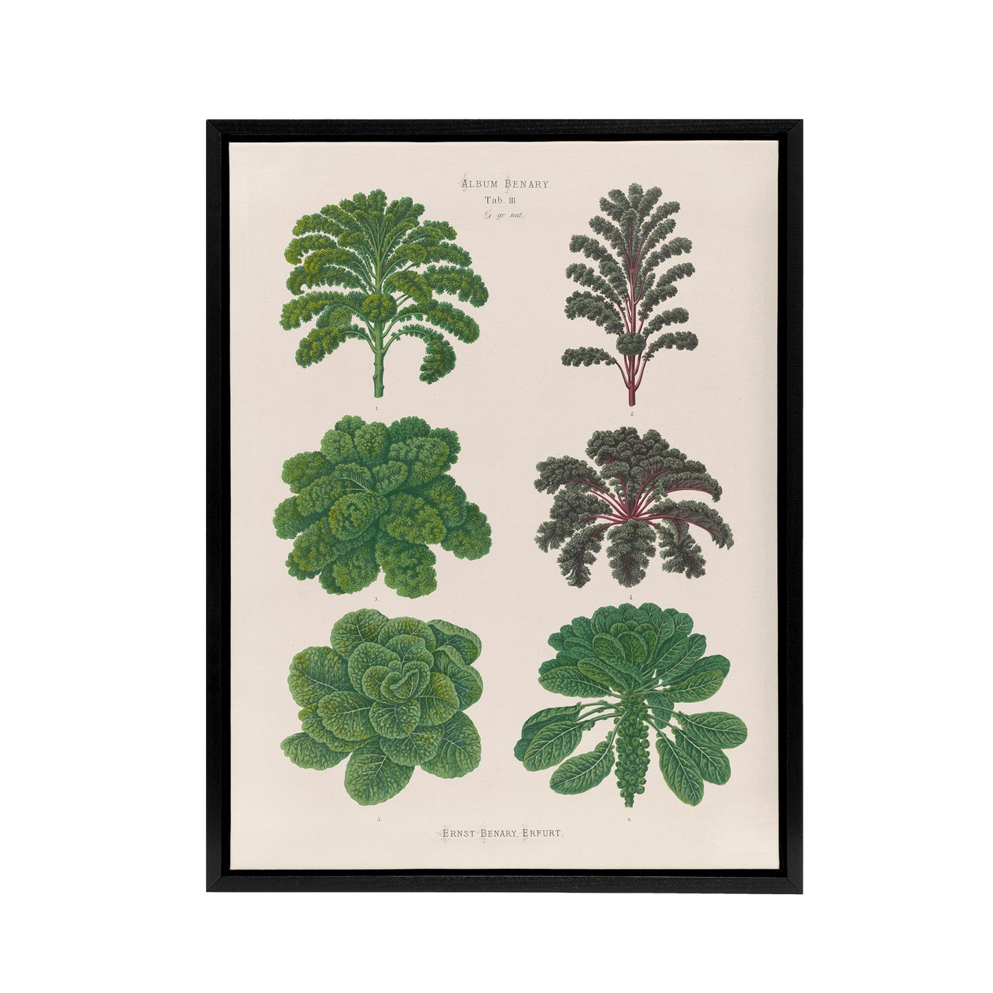 Kales and Brussel Sprouts Ernst Benary Framed Canvas Wall Art Print