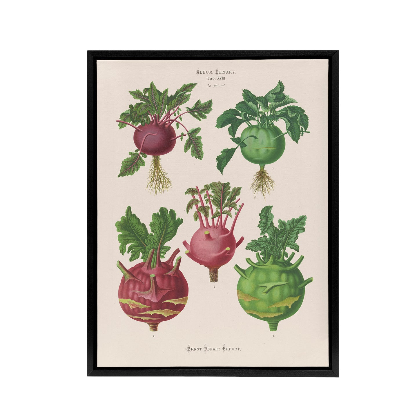 Kohlrabi Turnip Cabbage Ernst Benary Framed Canvas Wall Art Print