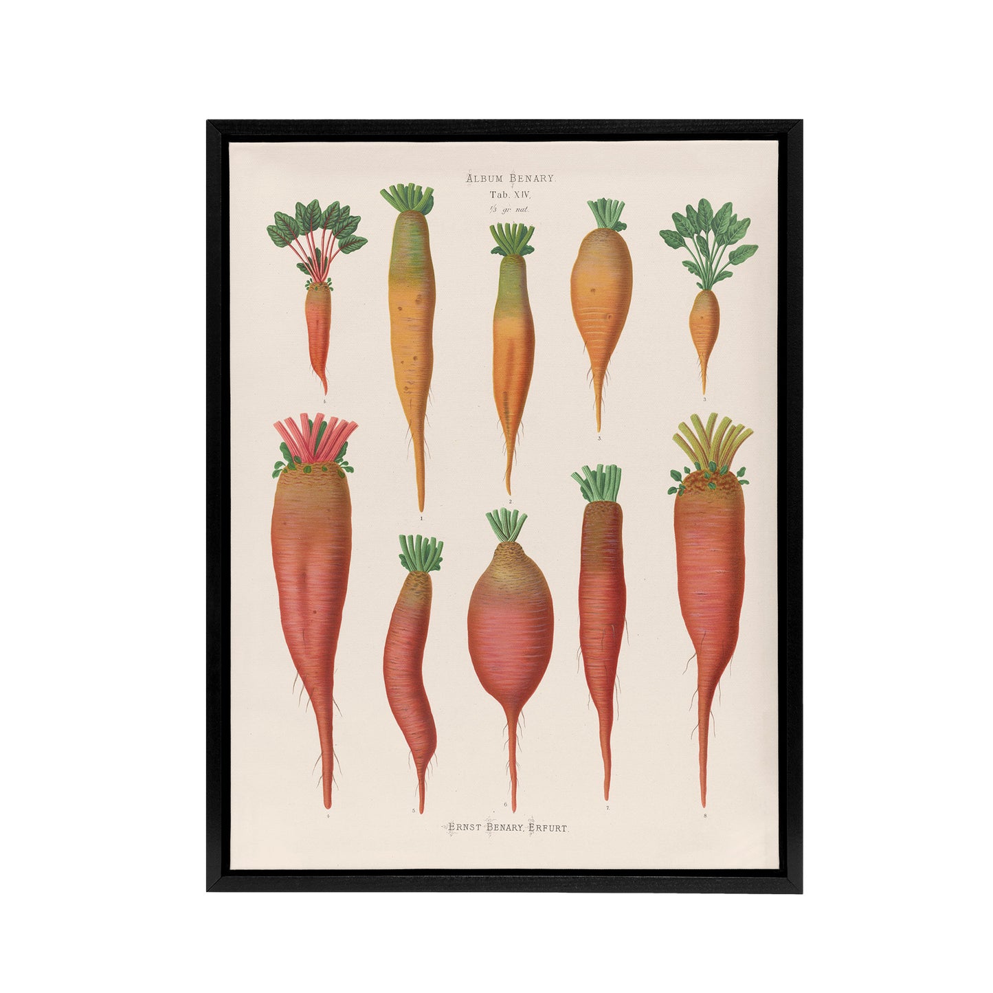 Mangold Wurzels Field Beet Ernst Benary Framed Canvas Wall Art Print