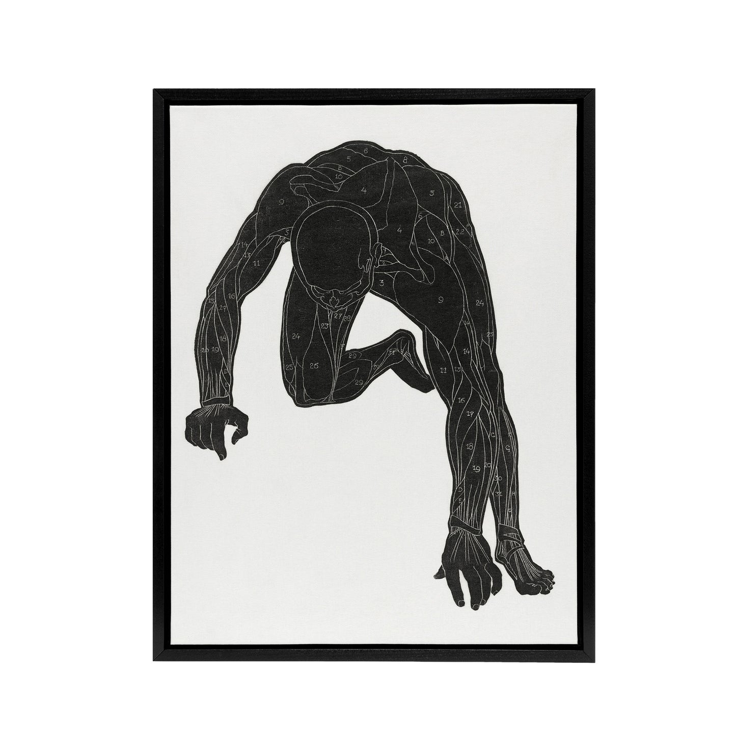 Man muscles Anatomical silhouette study Stolk Framed Canvas Wall Art Print