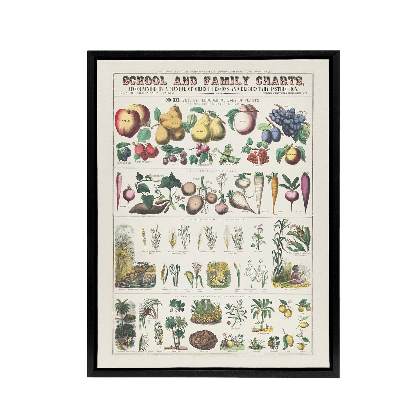 School and family chart No XXI Calkins Framed Canvas Wall Art Print