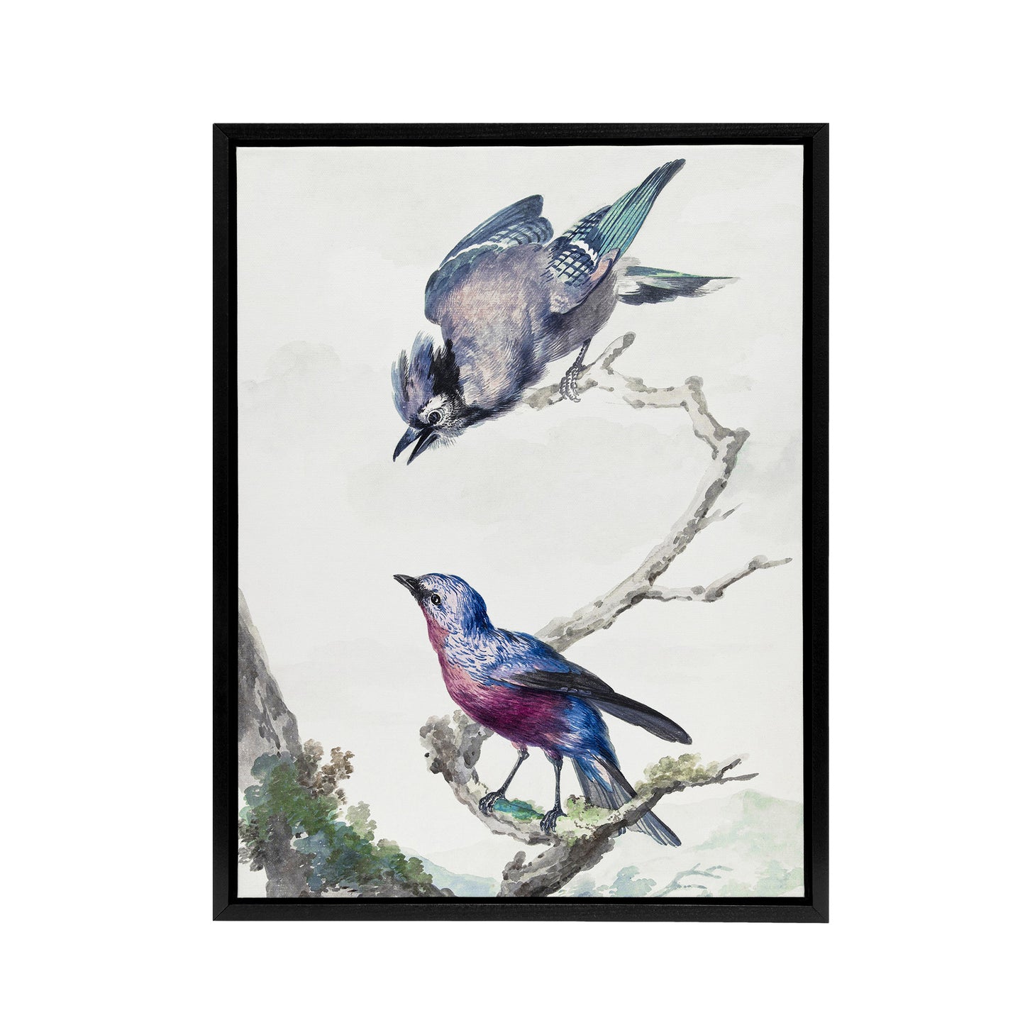 Blue Jay and a Purple Breasted Cotinga Schouman Framed Canvas Wall Art Print