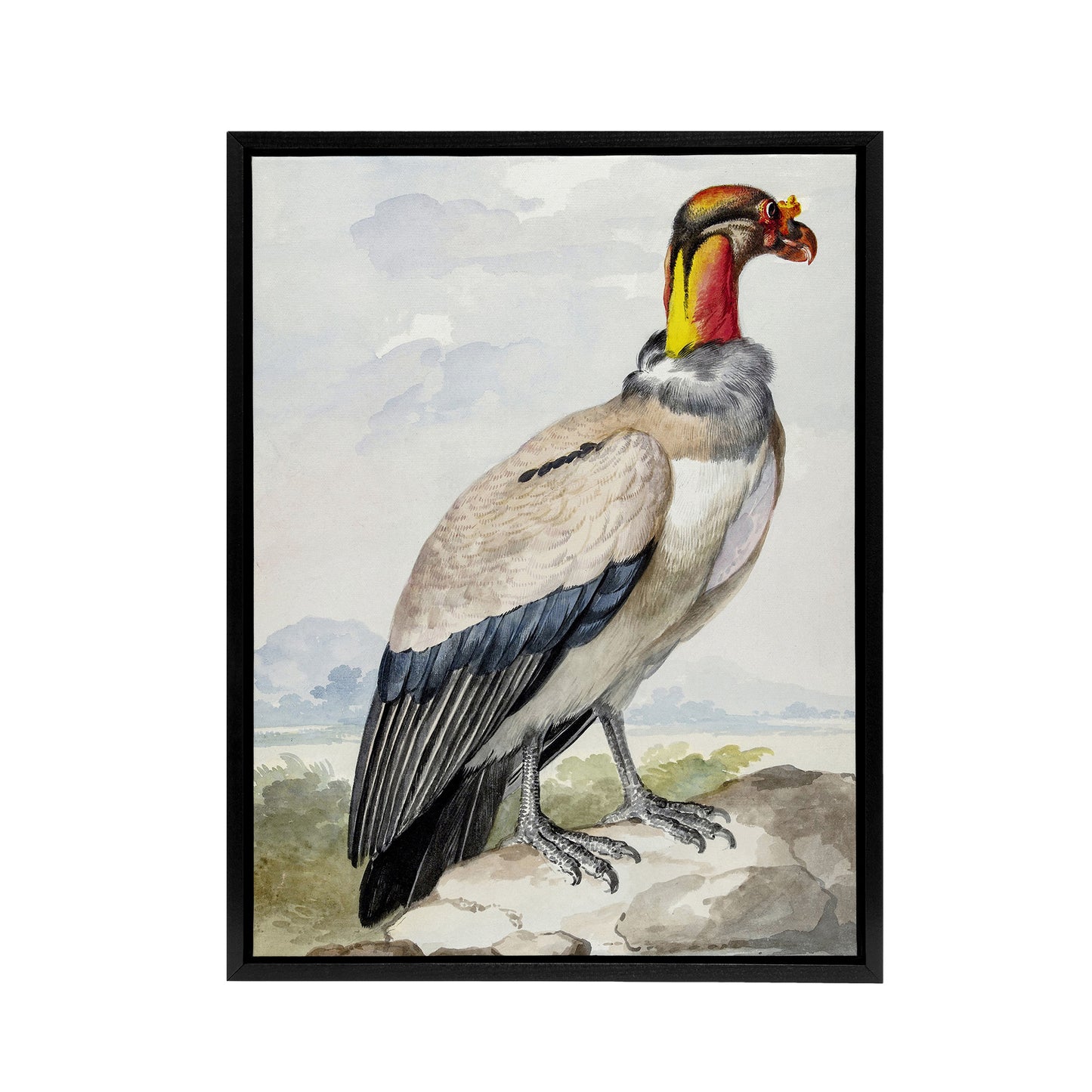 King Vulture Bird Vintage Watercolour Schouman Framed Canvas Wall Art Print