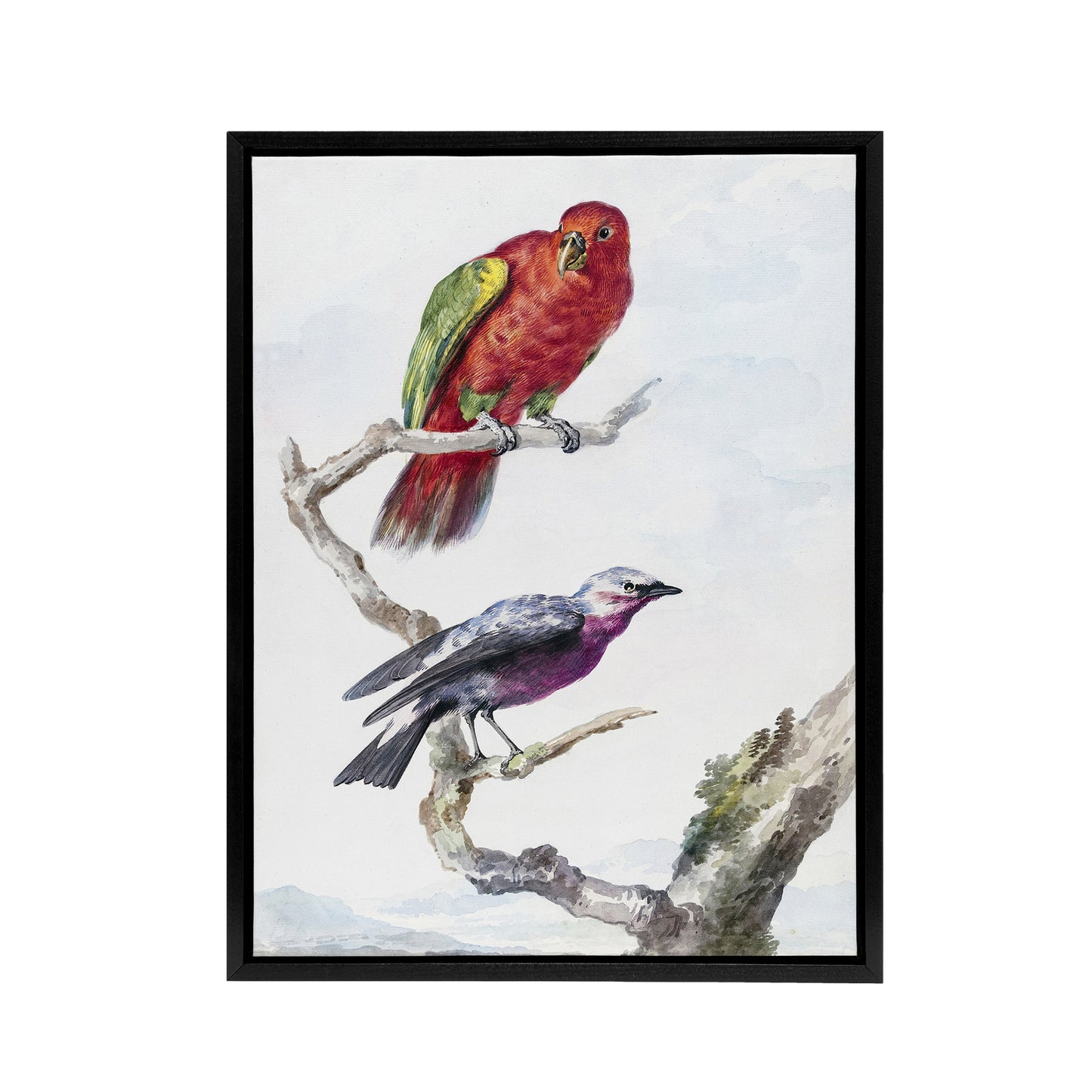 Red Green Parrot and Bird Watercolour Schouman Framed Canvas Wall Art Print
