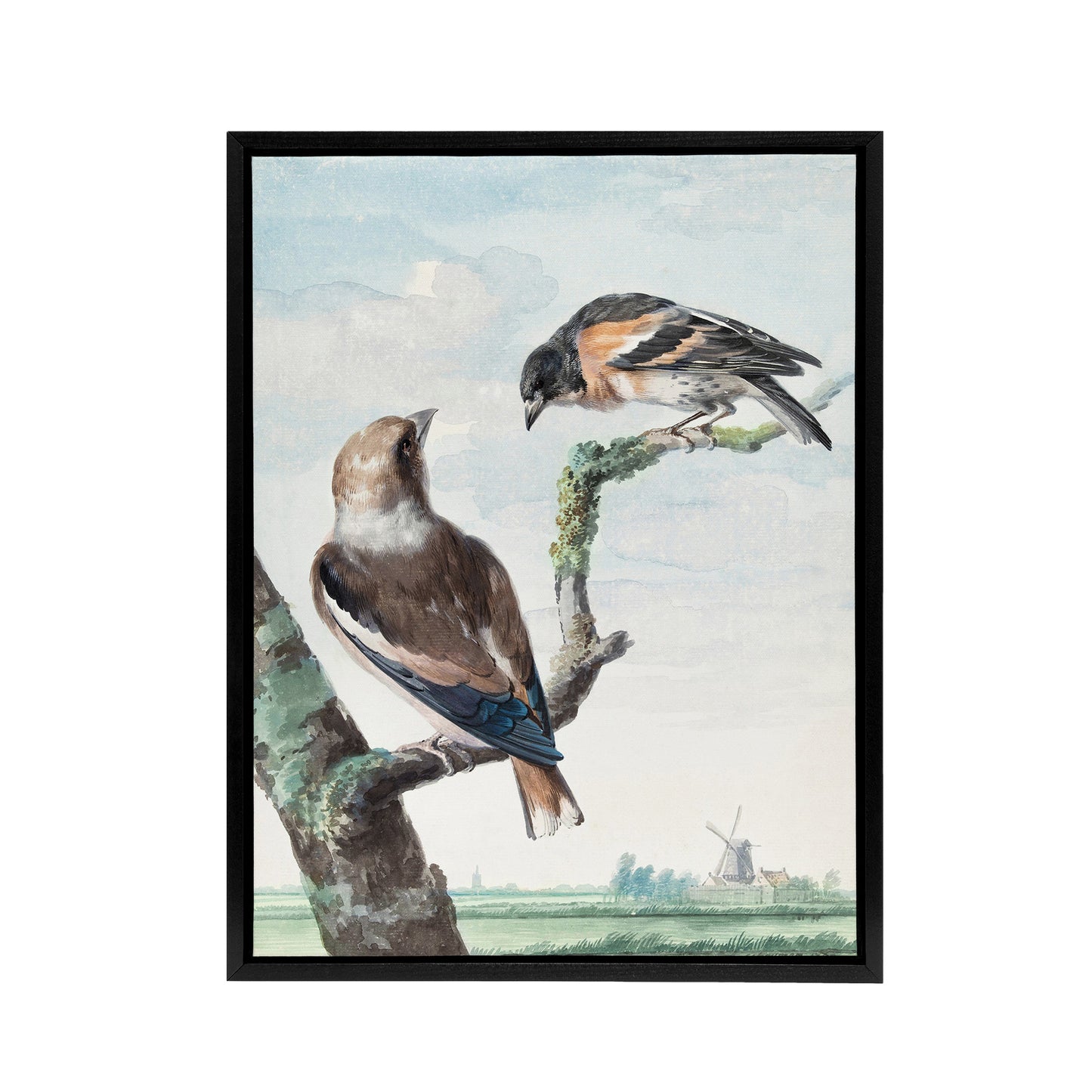 Two Hawfinch Birds in Rural Landscape Schouman Framed Canvas Wall Art Print