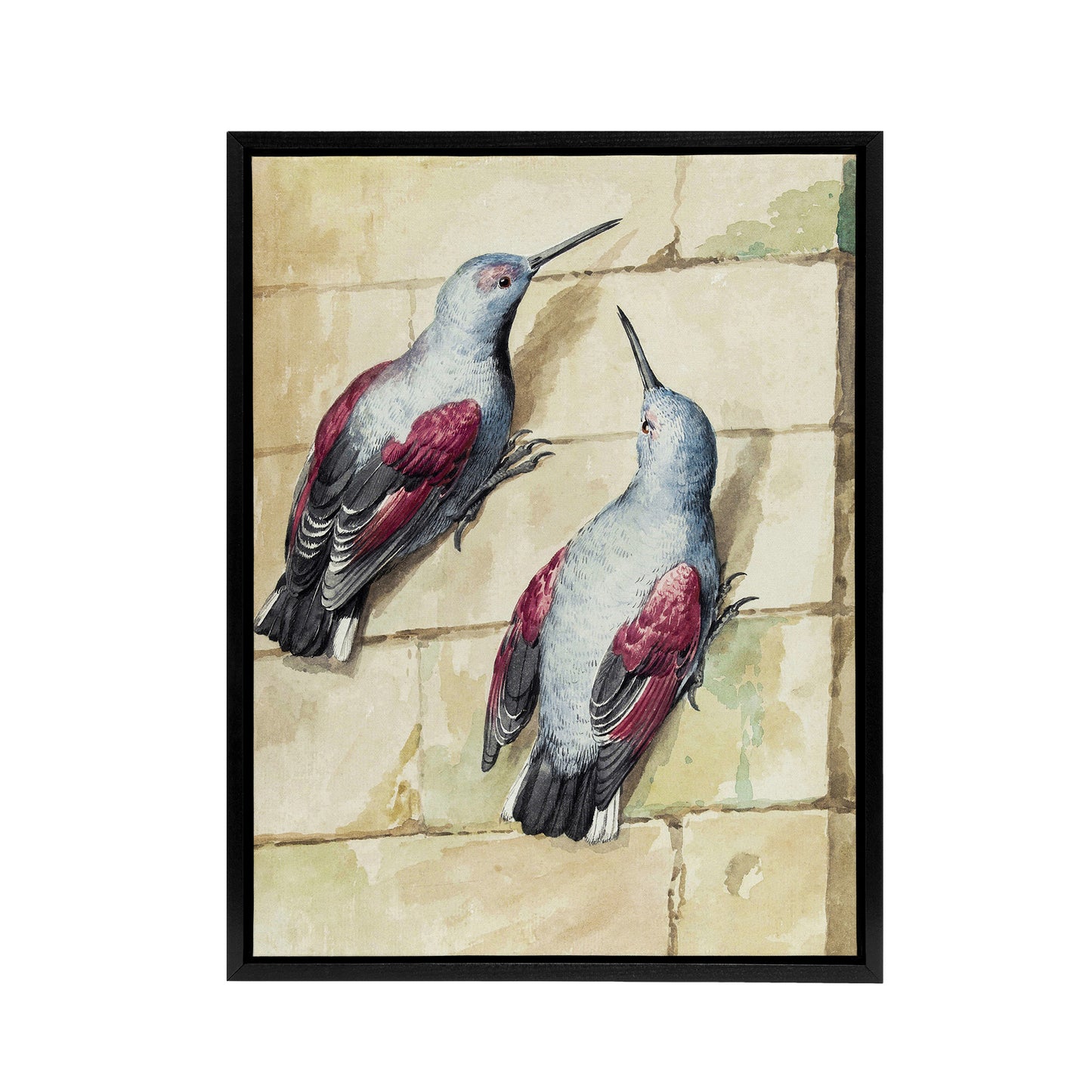 Two Wallcreepers Watercolour Painting Schouman Framed Canvas Wall Art Print