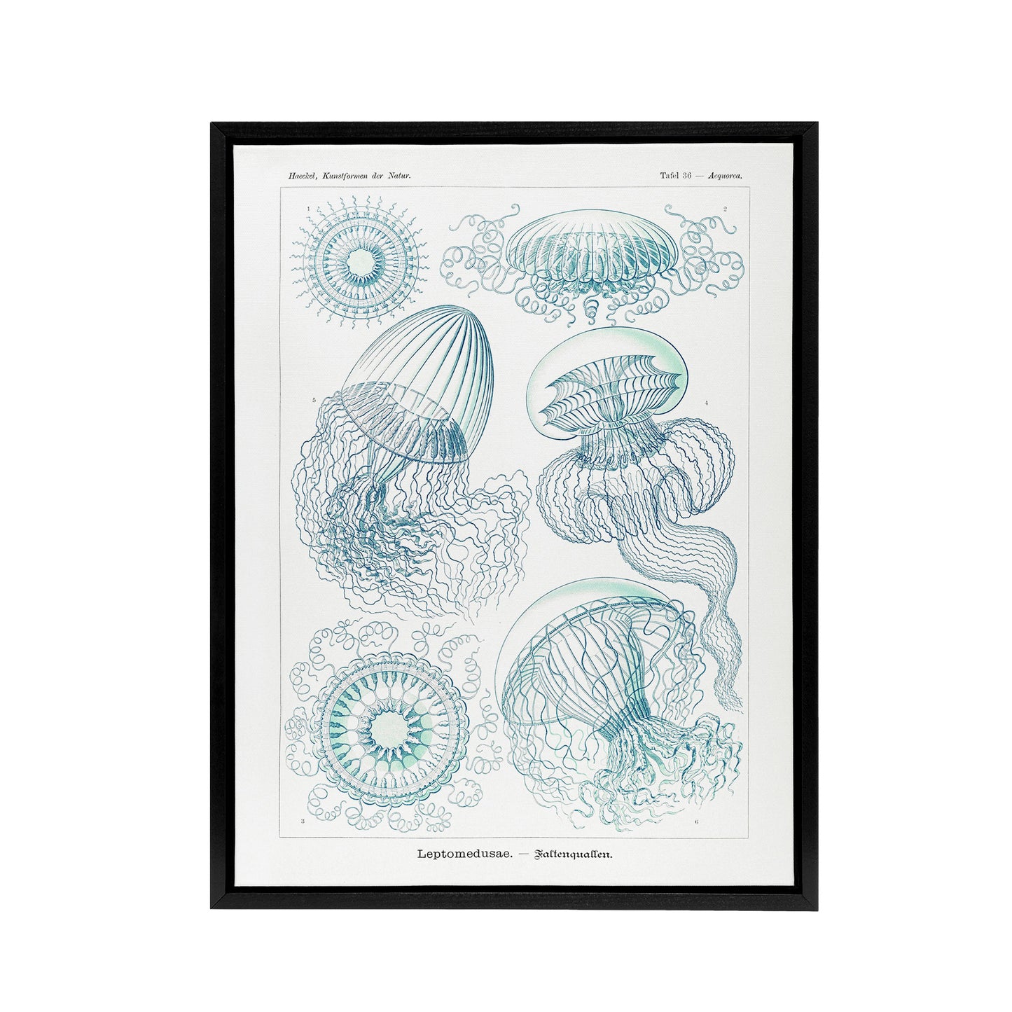 Aequoreidae Jellyfish Marine Life Species Haeckel Framed Canvas Wall Art Print