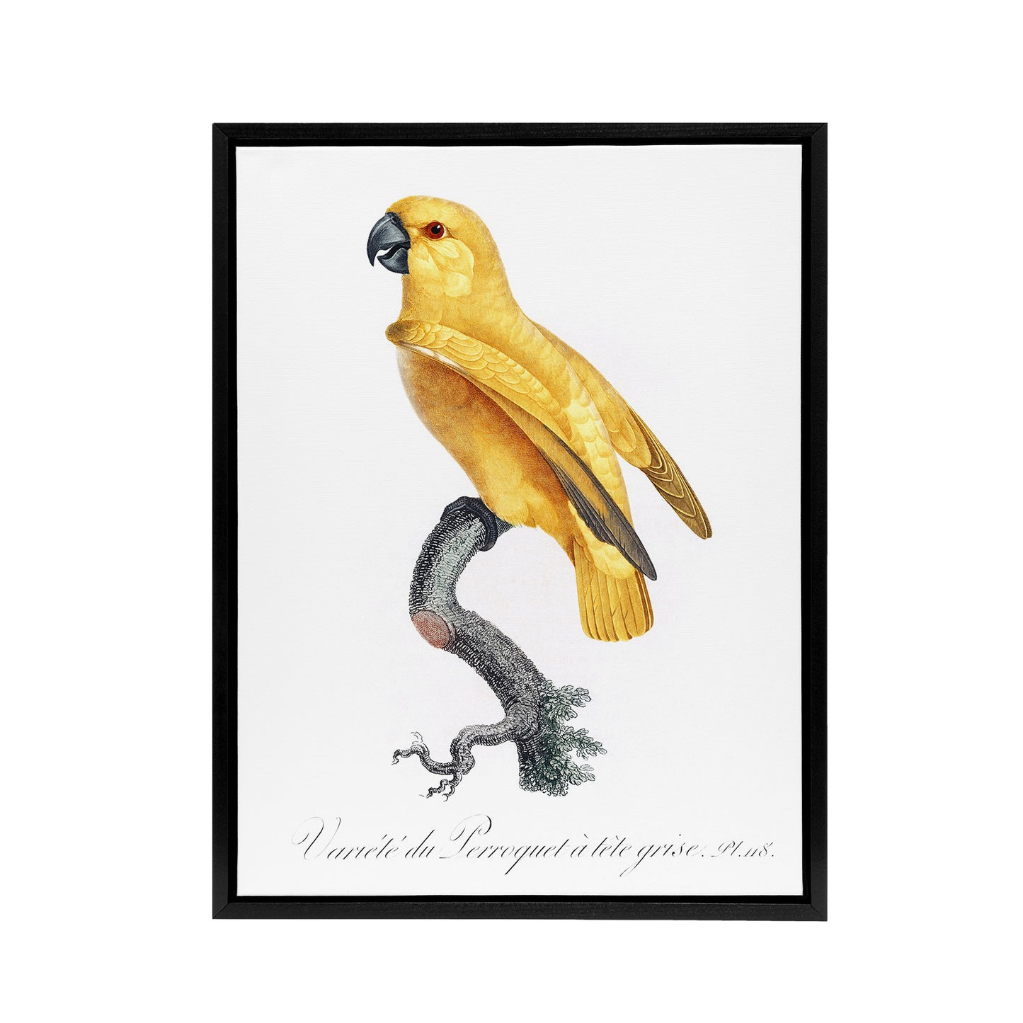 Lutino Senegal Parrot Francois Levaillant Framed Canvas Wall Art Print