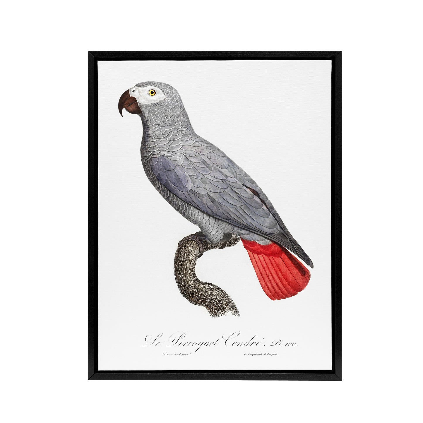 Psittacus Erithacus Grey Parrot Levaillant Framed Canvas Wall Art Print