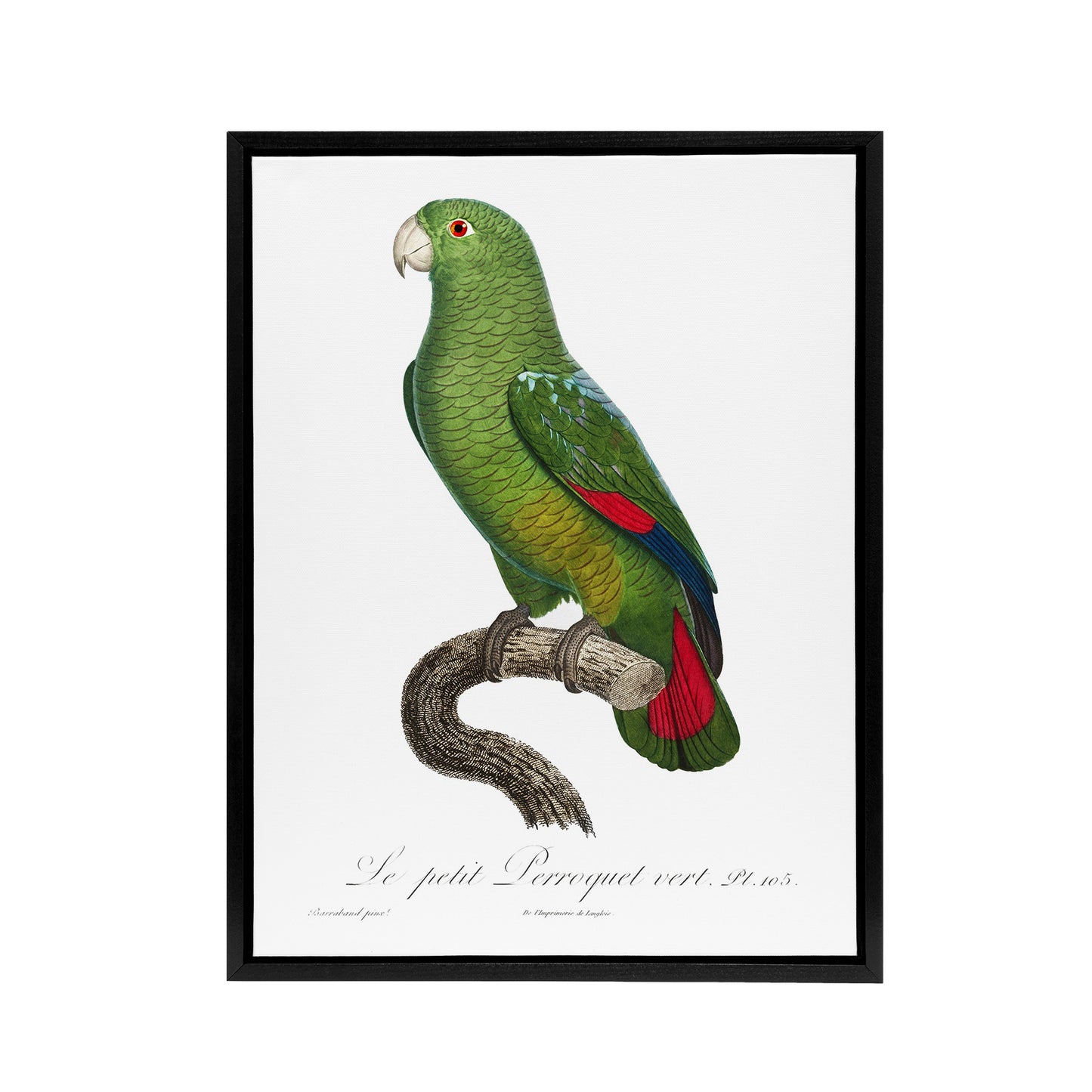 The Black Billed Amazon Parrot Levaillant Framed Canvas Wall Art Print