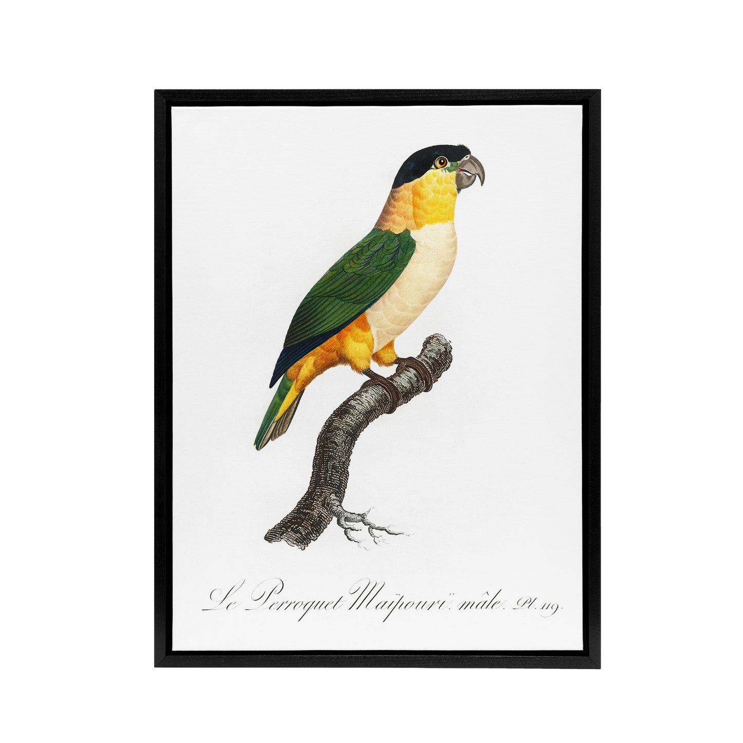 The Black Headed Parrot Francois Levaillant Framed Canvas Wall Art Print