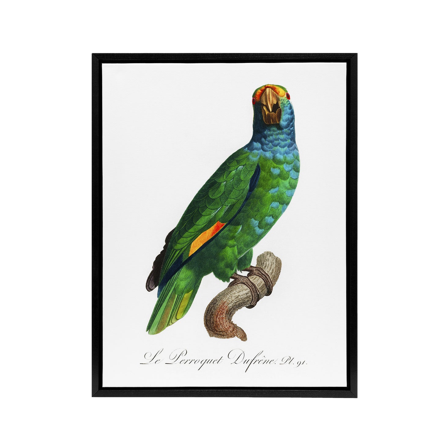The Blue Cheeked Amazon Parrot Levaillant Framed Canvas Wall Art Print