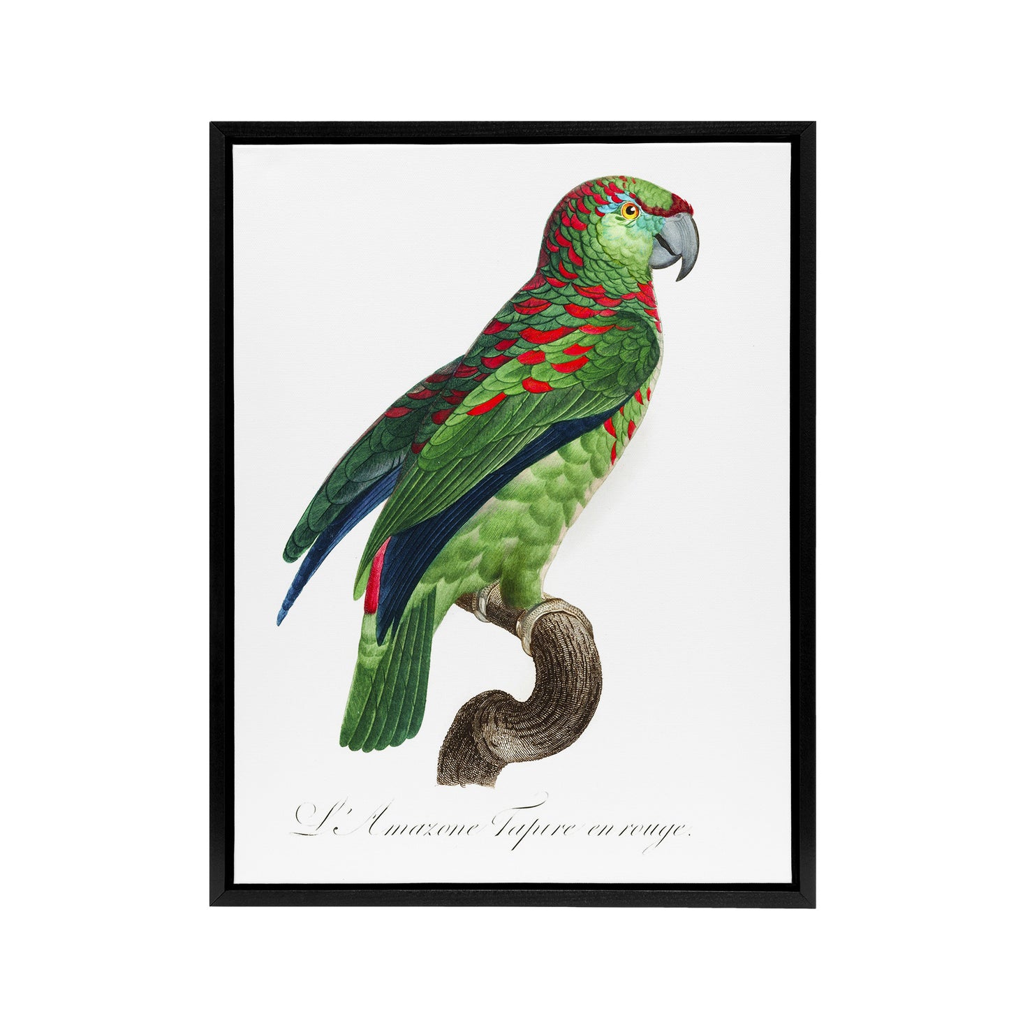 The Blue Fronted Amazon Parrot Levaillant Framed Canvas Wall Art Print