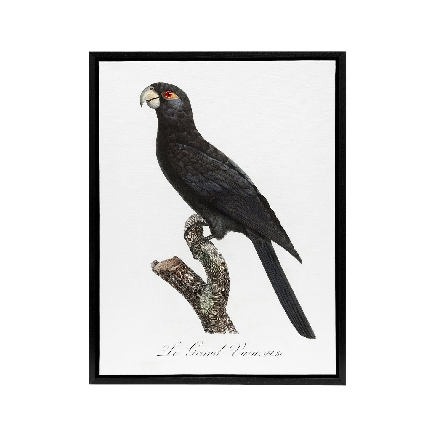 The Greater Vasa Parrot Francois Levaillant Framed Canvas Wall Art Print