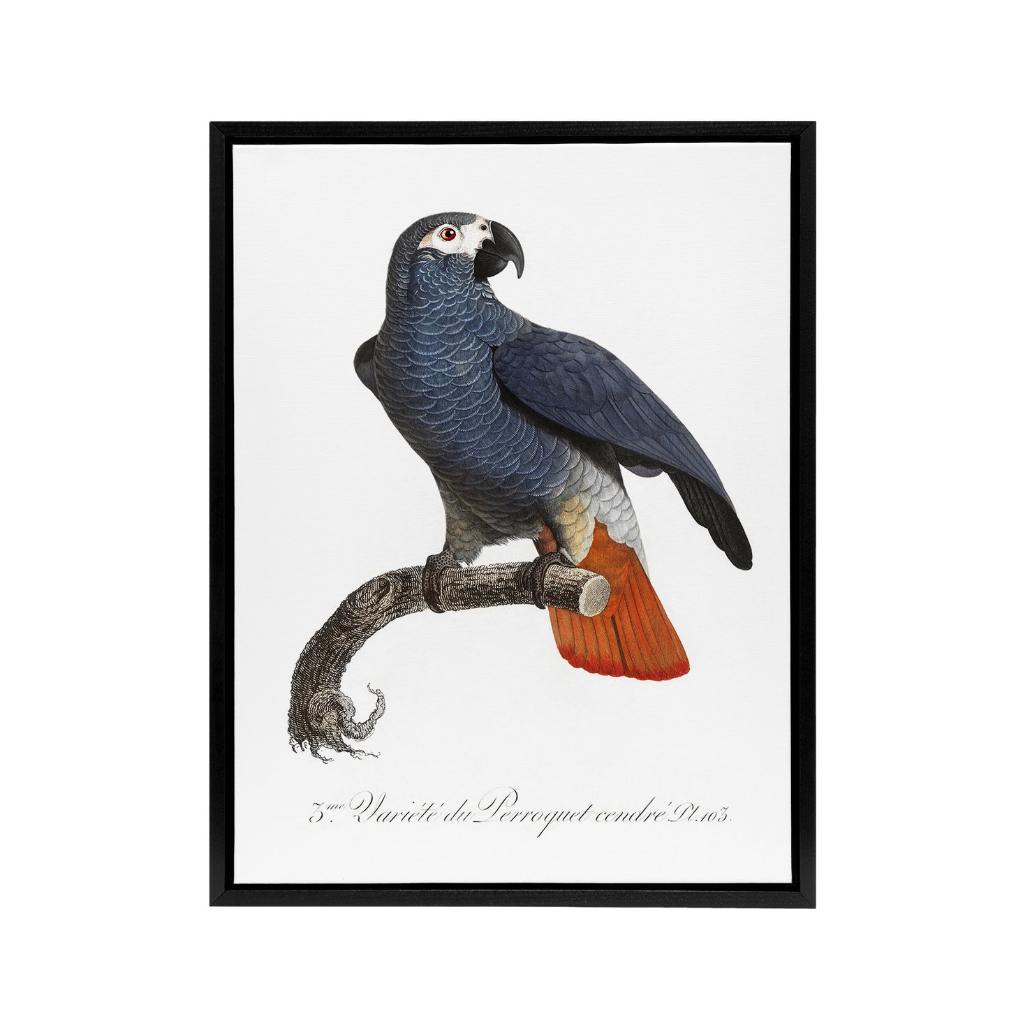 The Grey Parrot Illustration Levaillant Framed Canvas Wall Art Print
