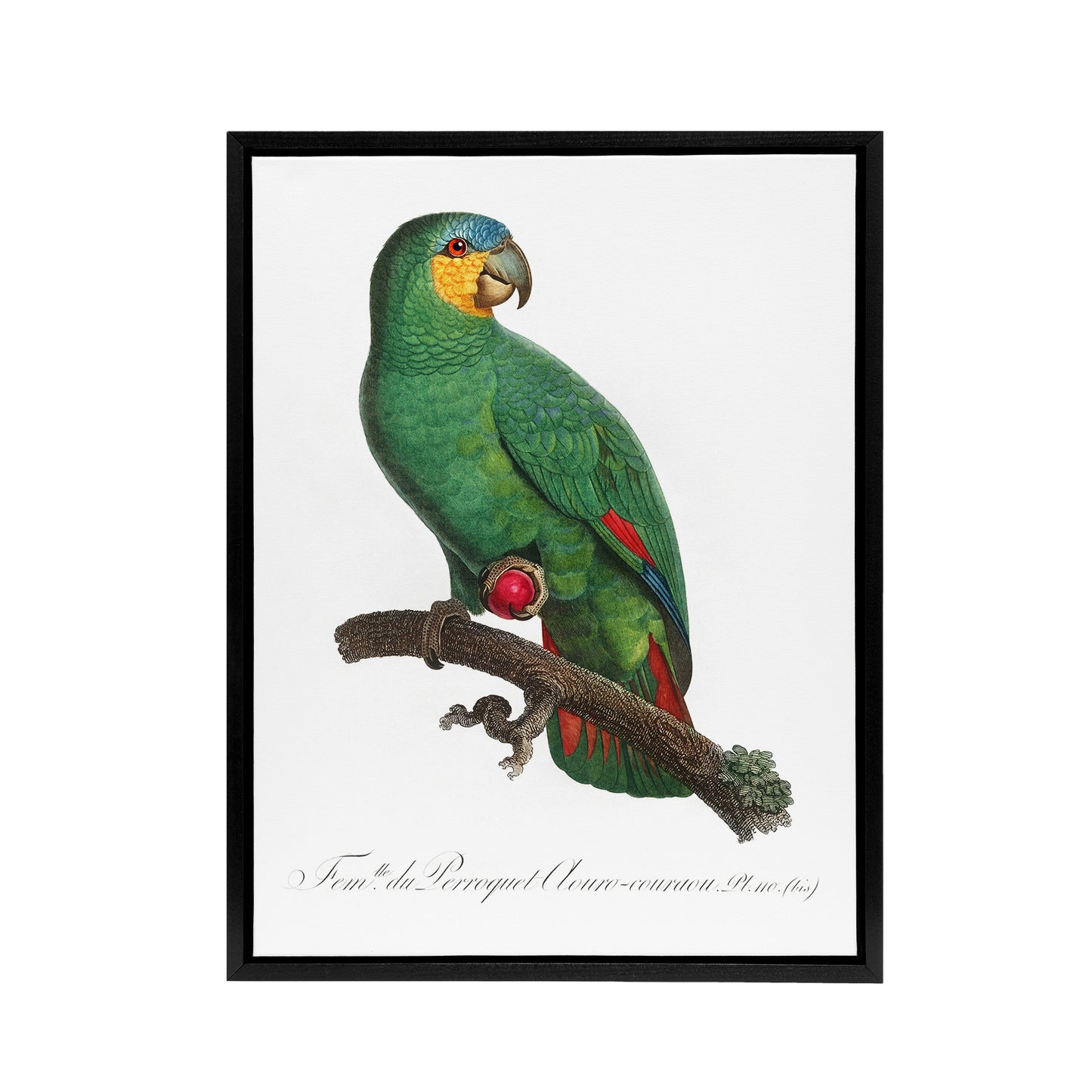 The Orange Winged Amazon Parrot Levaillant Framed Canvas Wall Art Print