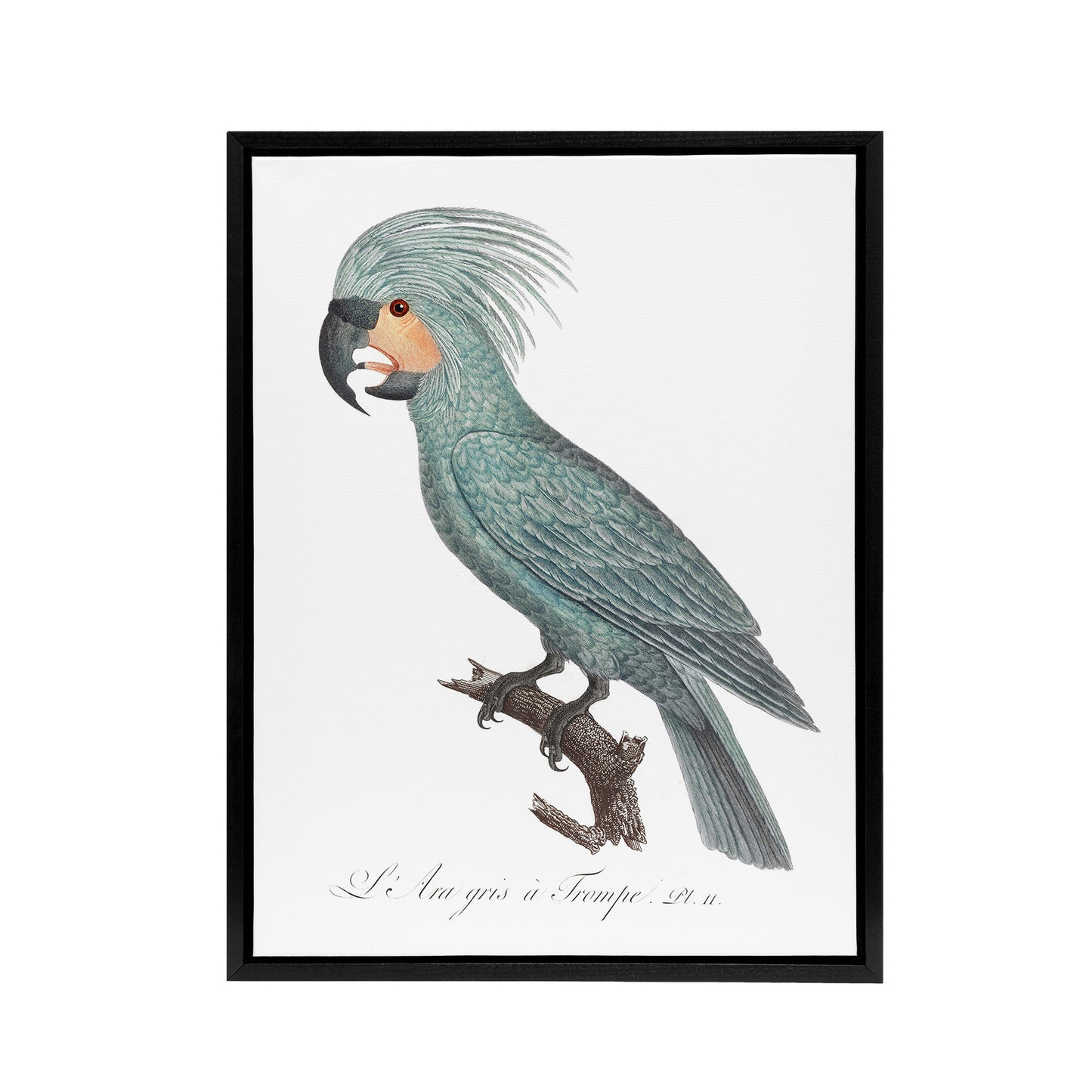 The Palm Cockatoo Parrot Francois Levaillant Framed Canvas Wall Art Print