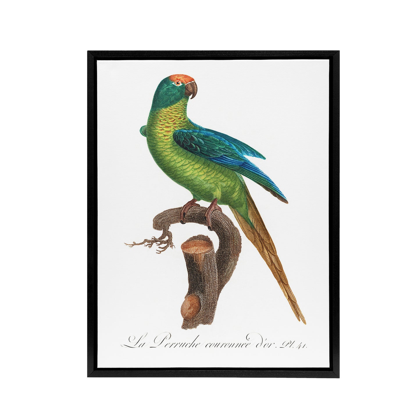 The Peach Fronted Parakeet Levaillant Framed Canvas Wall Art Print