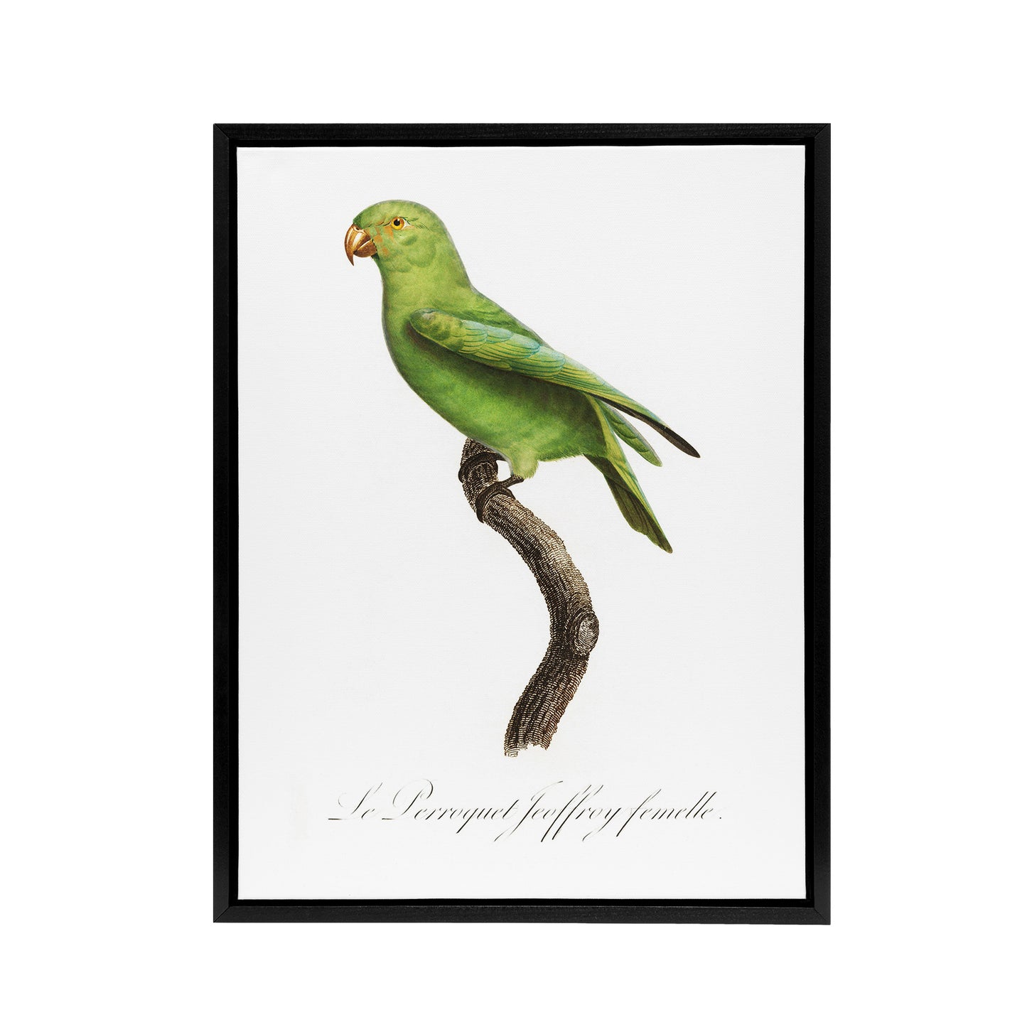 The Red Cheeked Parakeet Francois Levaillant Framed Canvas Wall Art Print