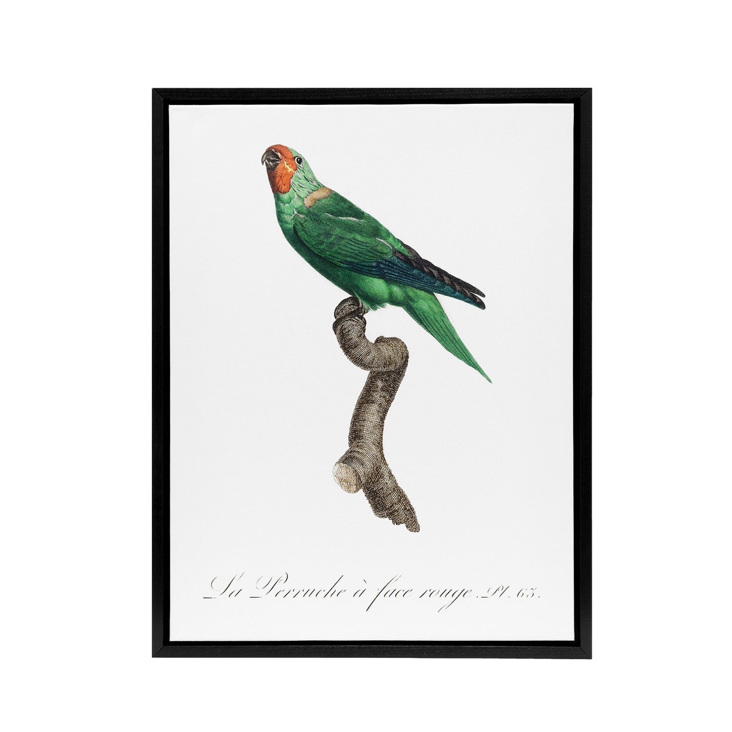 The Red Faced Parrot Francois Levaillant Framed Canvas Wall Art Print