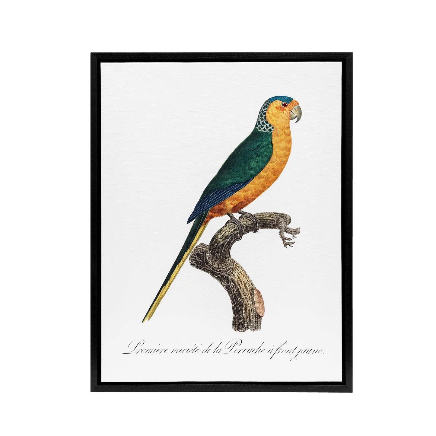 The Yellow Fronted Parakeet Levaillant Framed Canvas Wall Art Print