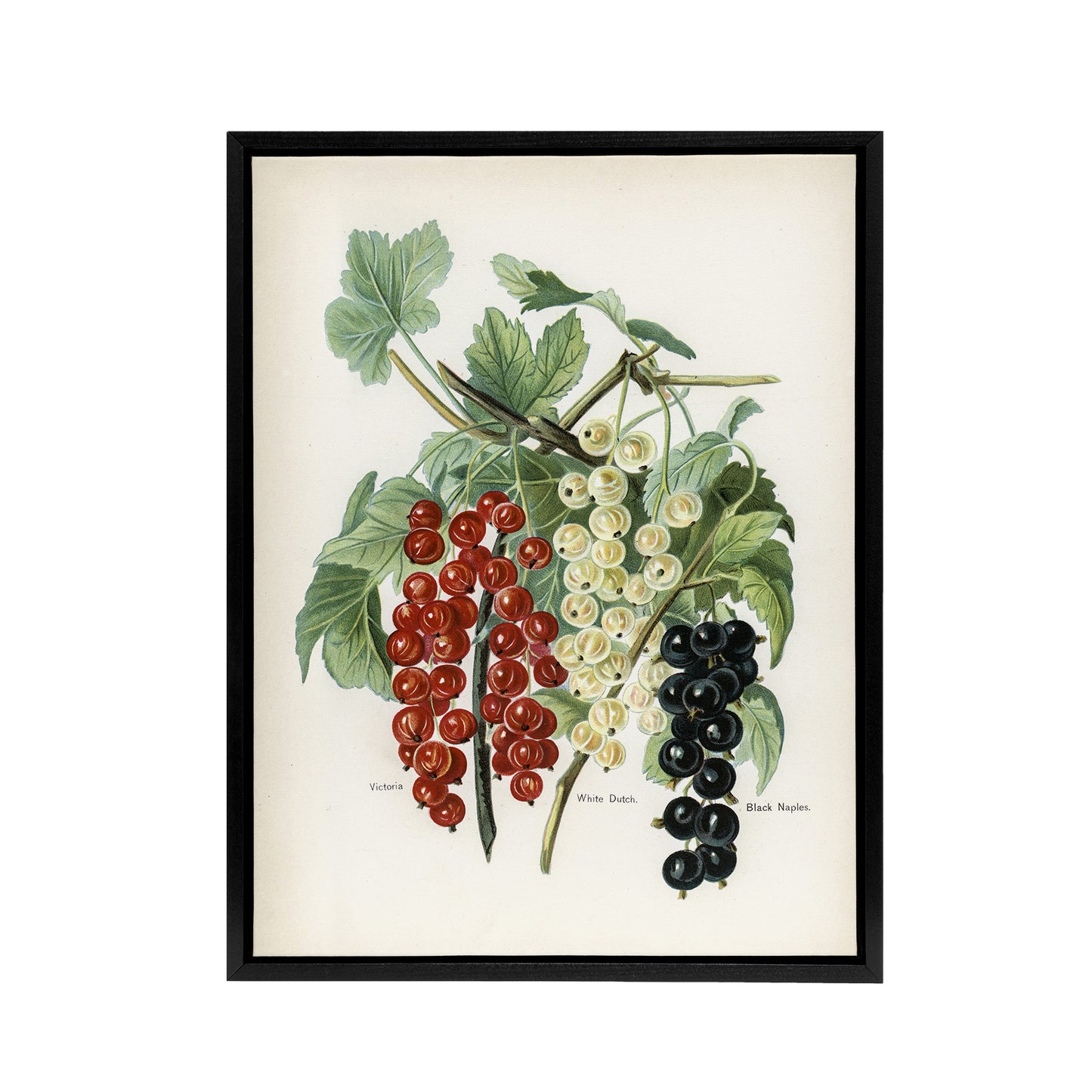 Black Naples Victoria White Dutch Currants Wright Framed Canvas Wall Art Print