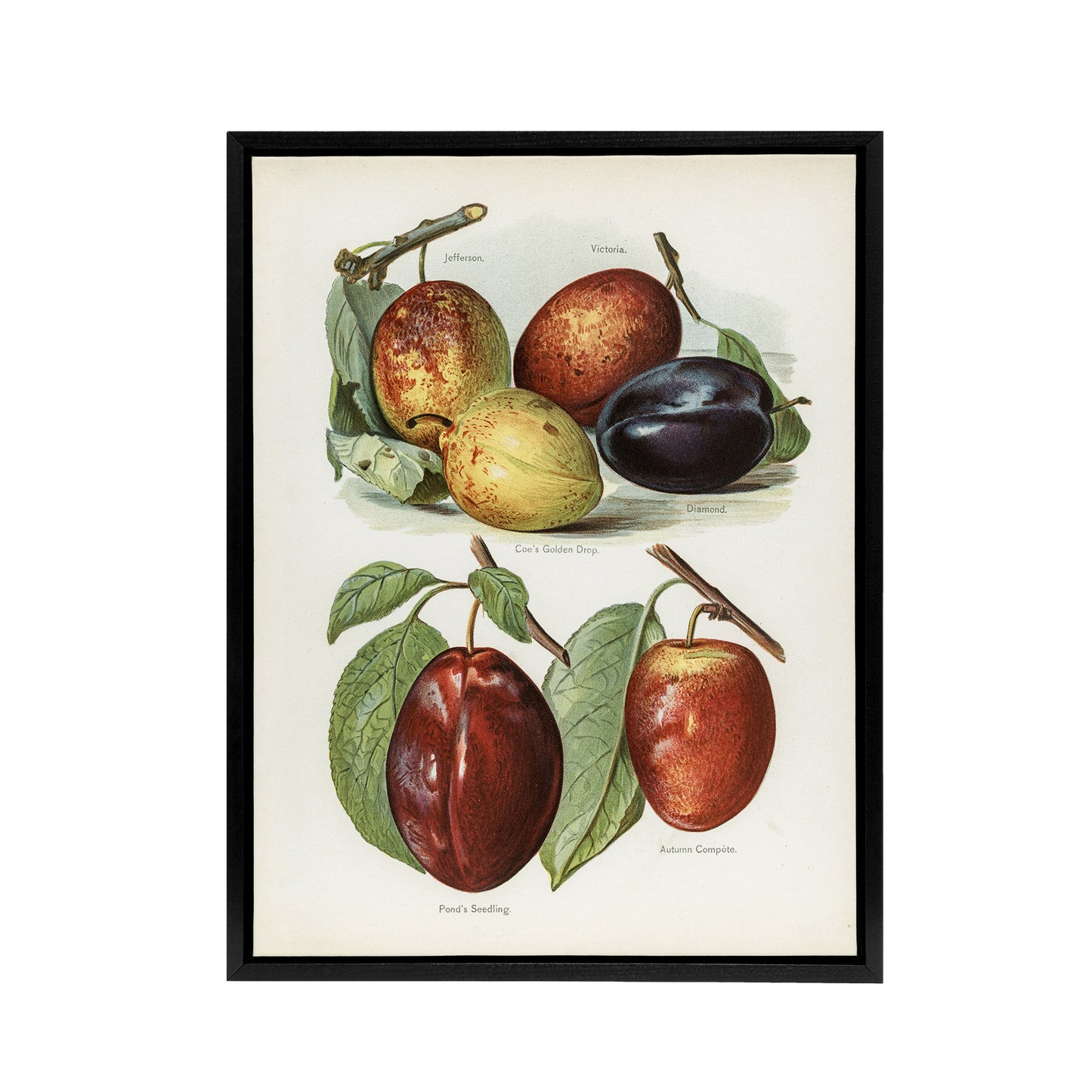 Plum Varieties Vintage illustration Wright Framed Canvas Wall Art Print