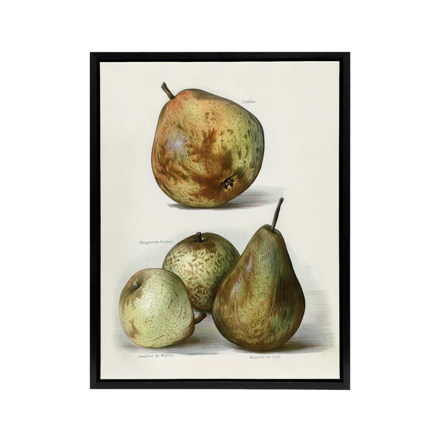 Pear Varieties Vintage Fruit Illustration Wright Framed Canvas Wall Art Print
