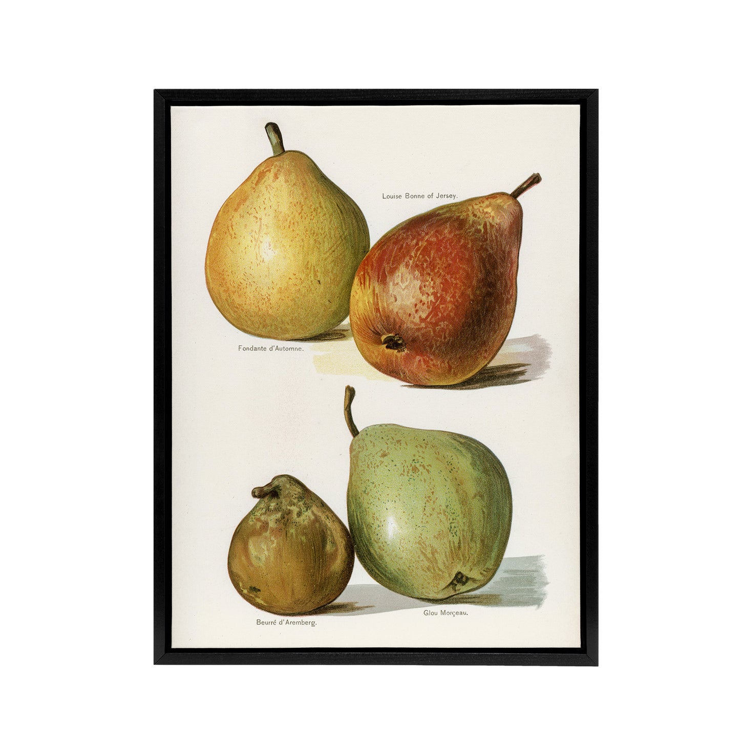 Four Pear Varieties Vintage Illustration Wright Framed Canvas Wall Art Print