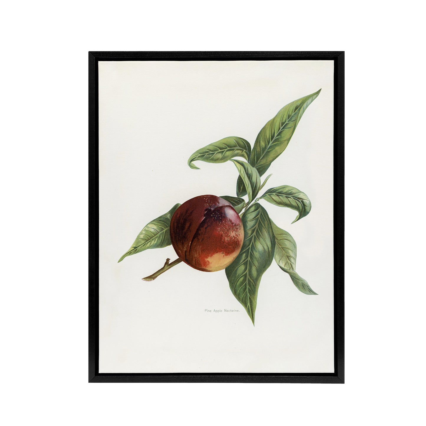 Vintage Artwork of Pine Apple Nectarine Wright Framed Canvas Wall Art Print