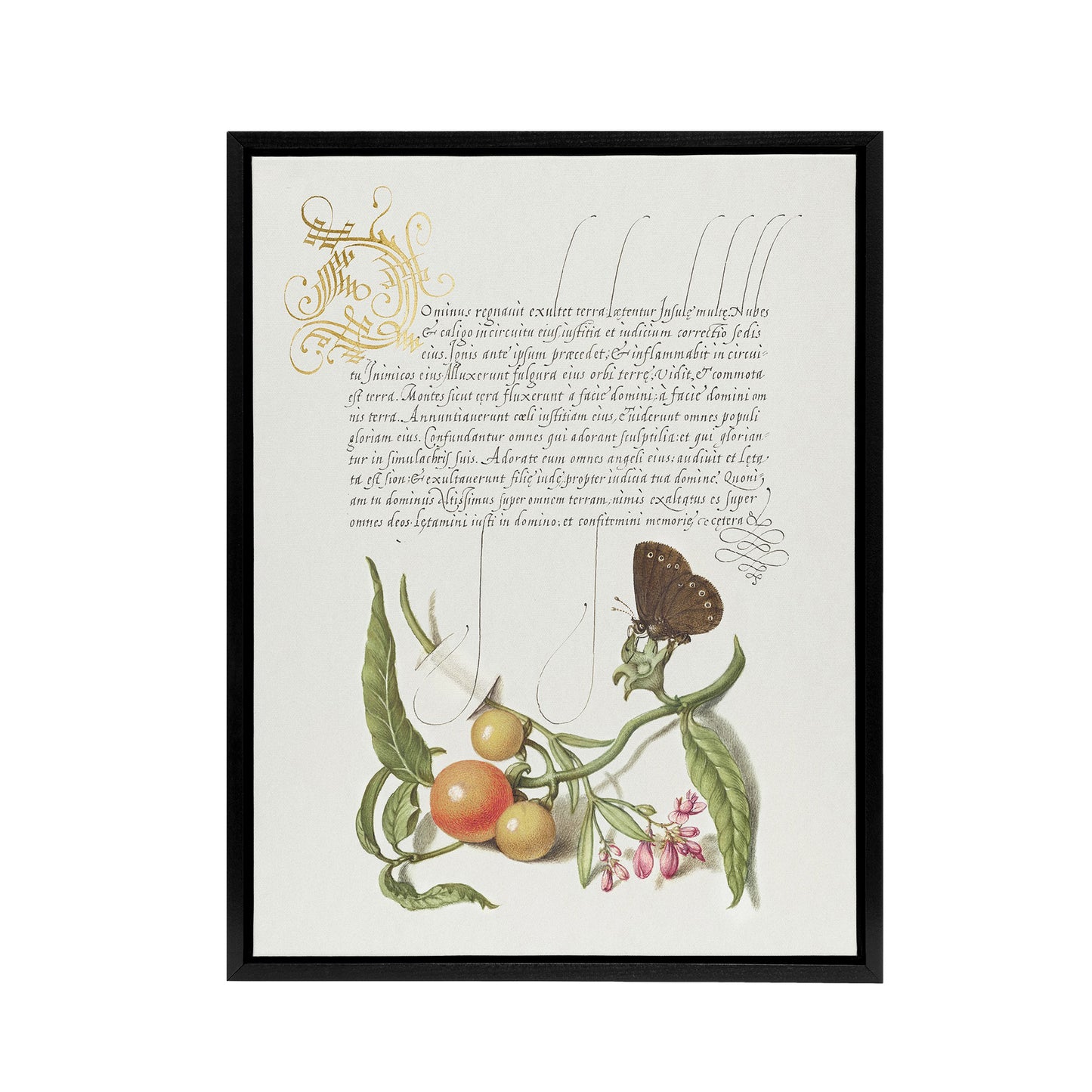 Butterfly Cherries and Milkwort Calligraphy Framed Canvas Wall Art Print