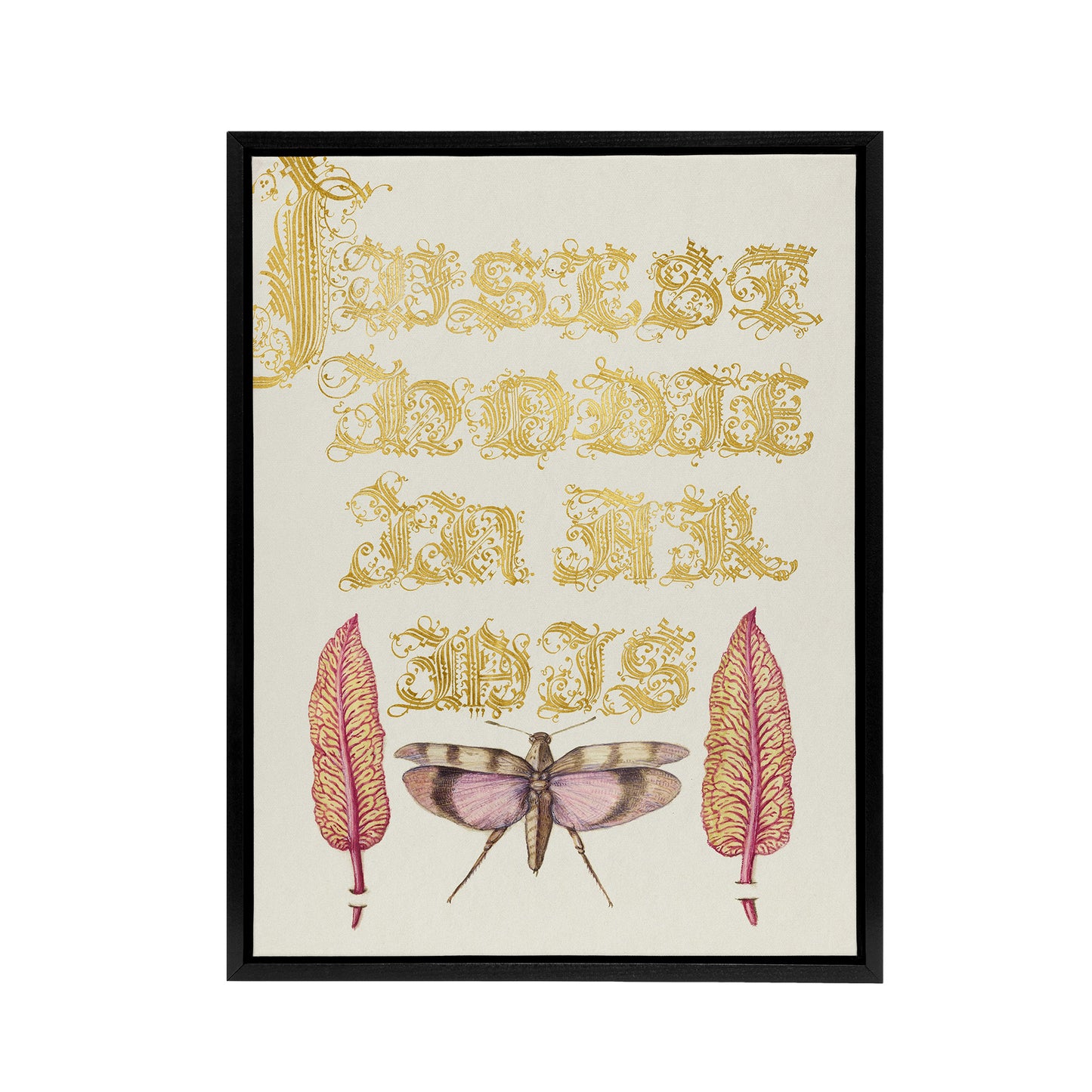 Chard and Red Winged Grasshopper Calligraphy Framed Canvas Wall Art Print