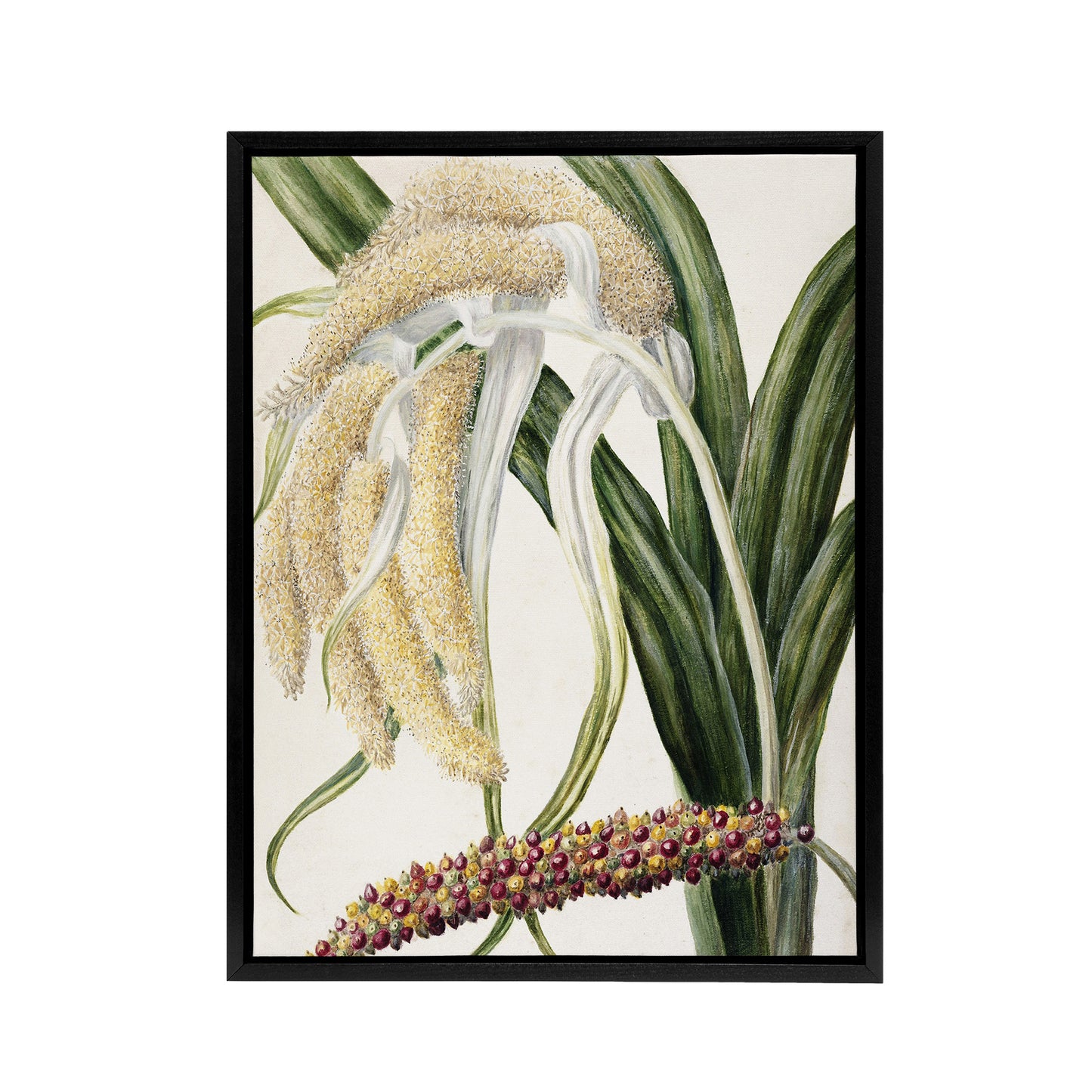 New Zealand Perching Lily Flower Plant Featon Framed Canvas Wall Art Print