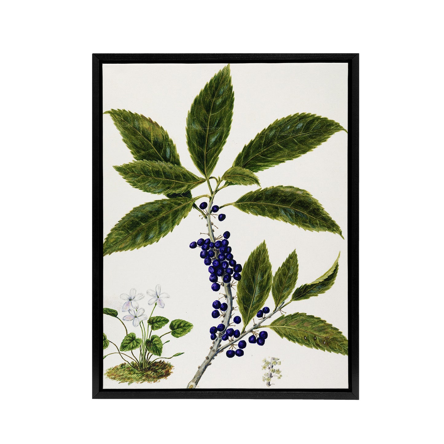 New Zealand Mahoe Whiteywood Plant Featon Framed Canvas Wall Art Print