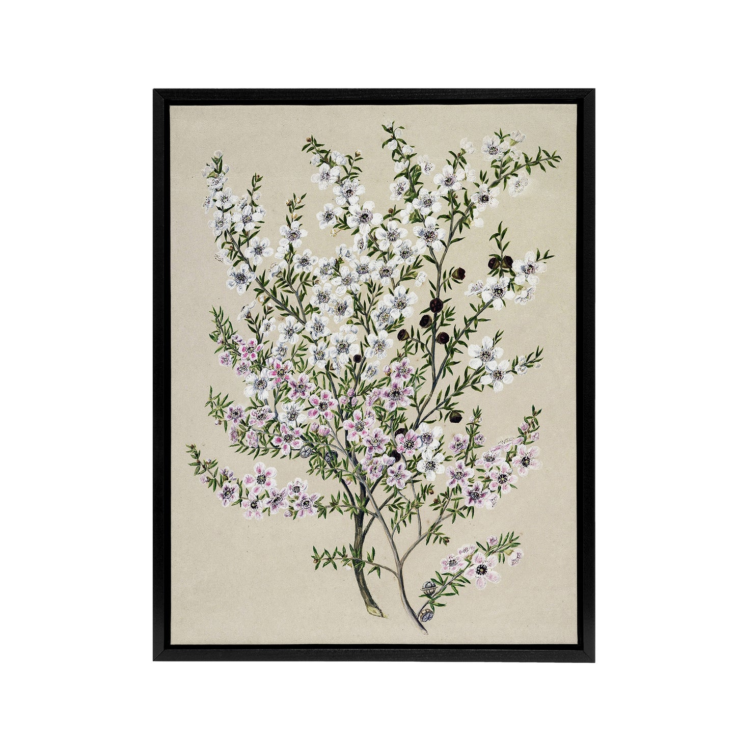 New Zealand Manuka Flowering Plant Featon Framed Canvas Wall Art Print