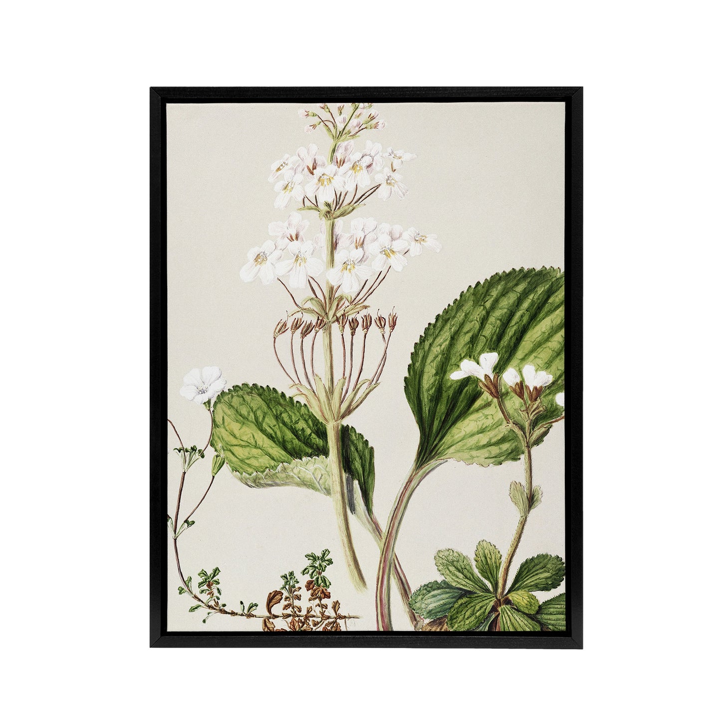 New Zealand Ourisia Flowering Plant Featon Framed Canvas Wall Art Print