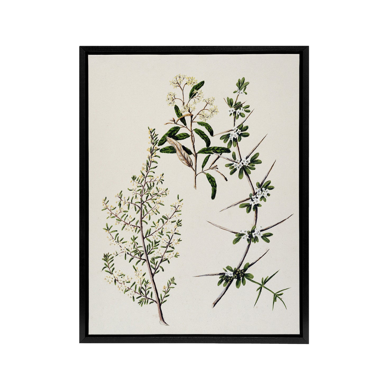 New Zealand Pomaderris Edgerleyi Plant Featon Framed Canvas Wall Art Print
