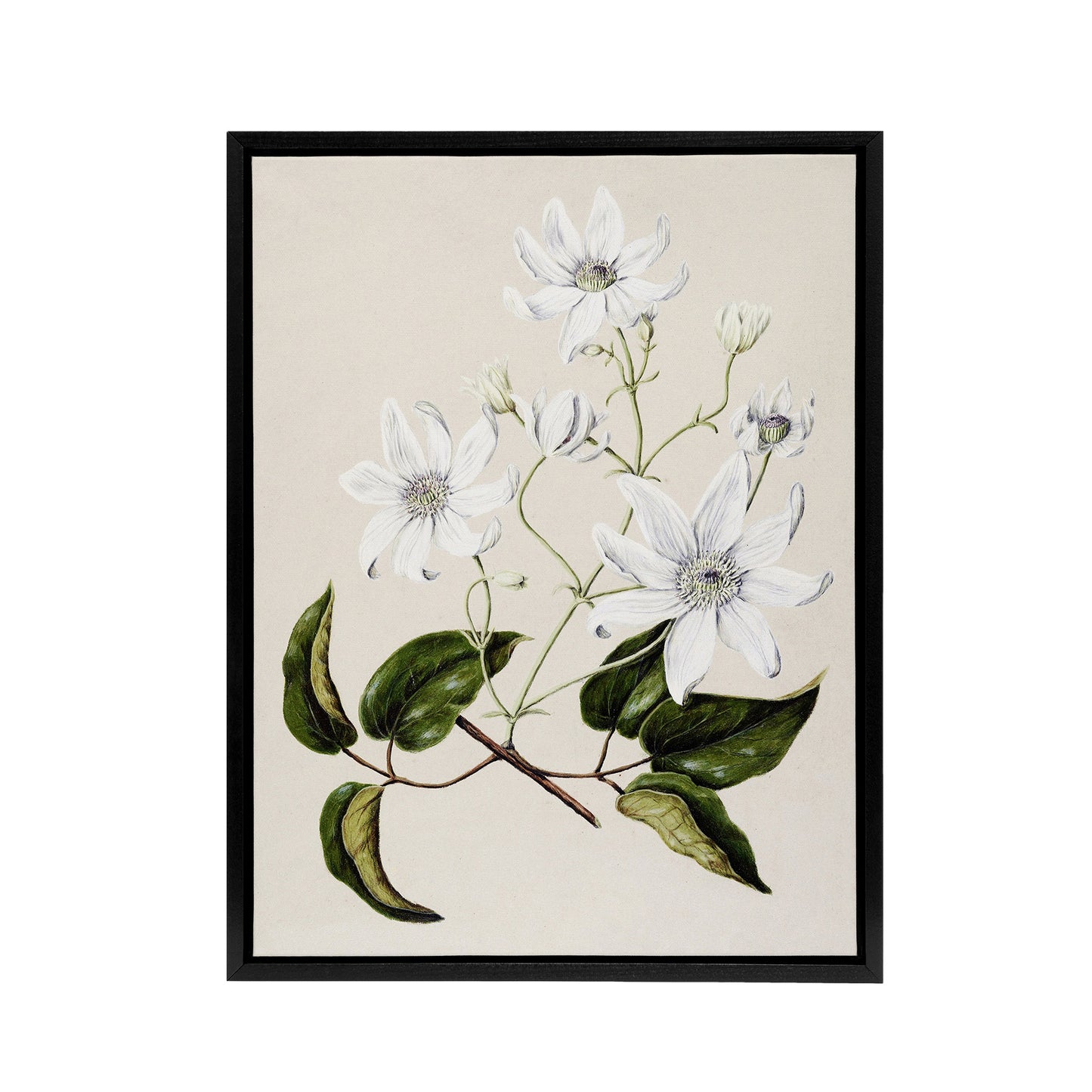 New Zealand Puawananga Clematis Flowers Featon Framed Canvas Wall Art Print