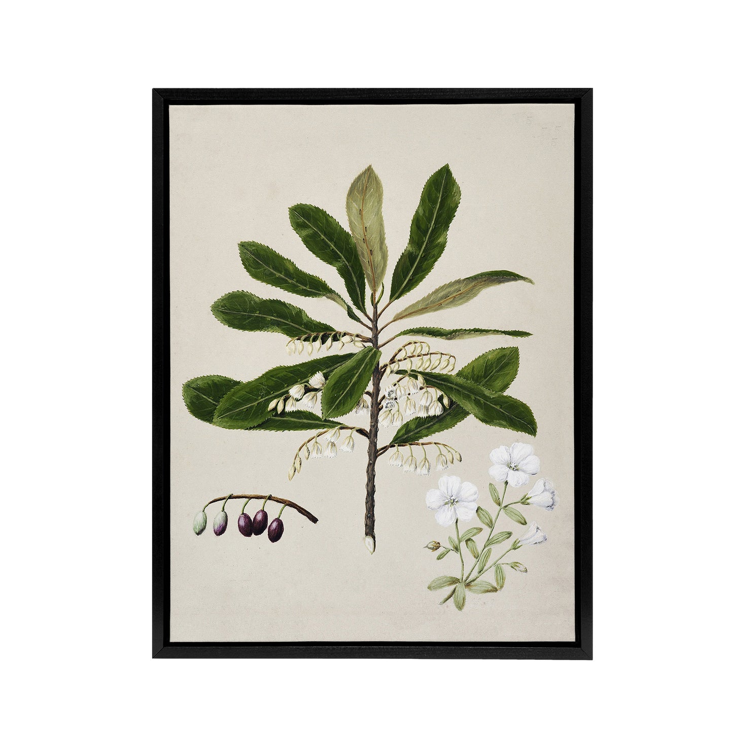 New Zealand Rauhuia and Hinau Flowers Featon Framed Canvas Wall Art Print