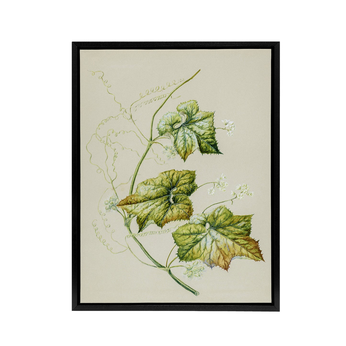 New Zealand Sicyos Australis Mawhai Plant Featon Framed Canvas Wall Art Print