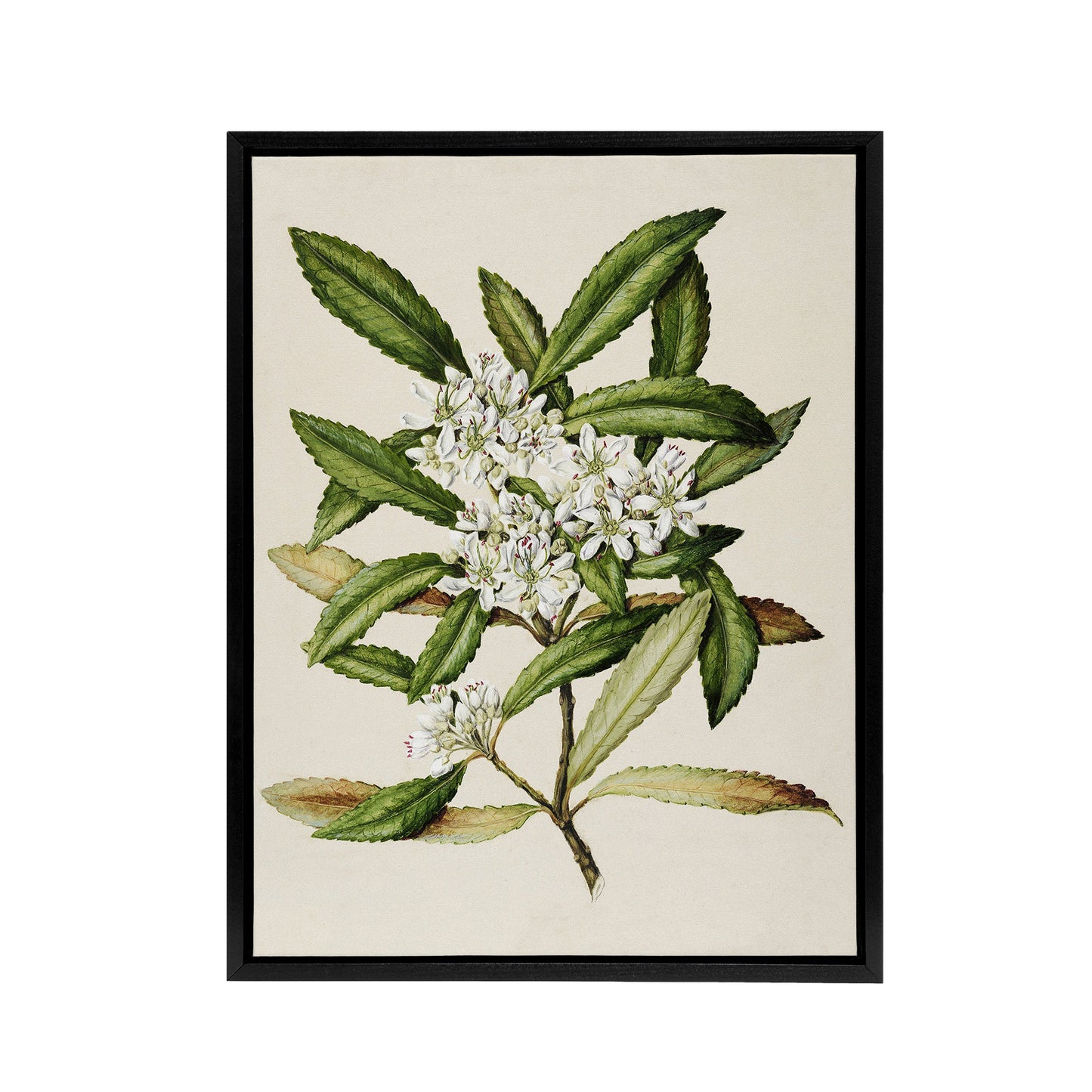 New Zealand Tawari Plant Flowers Featon Framed Canvas Wall Art Print