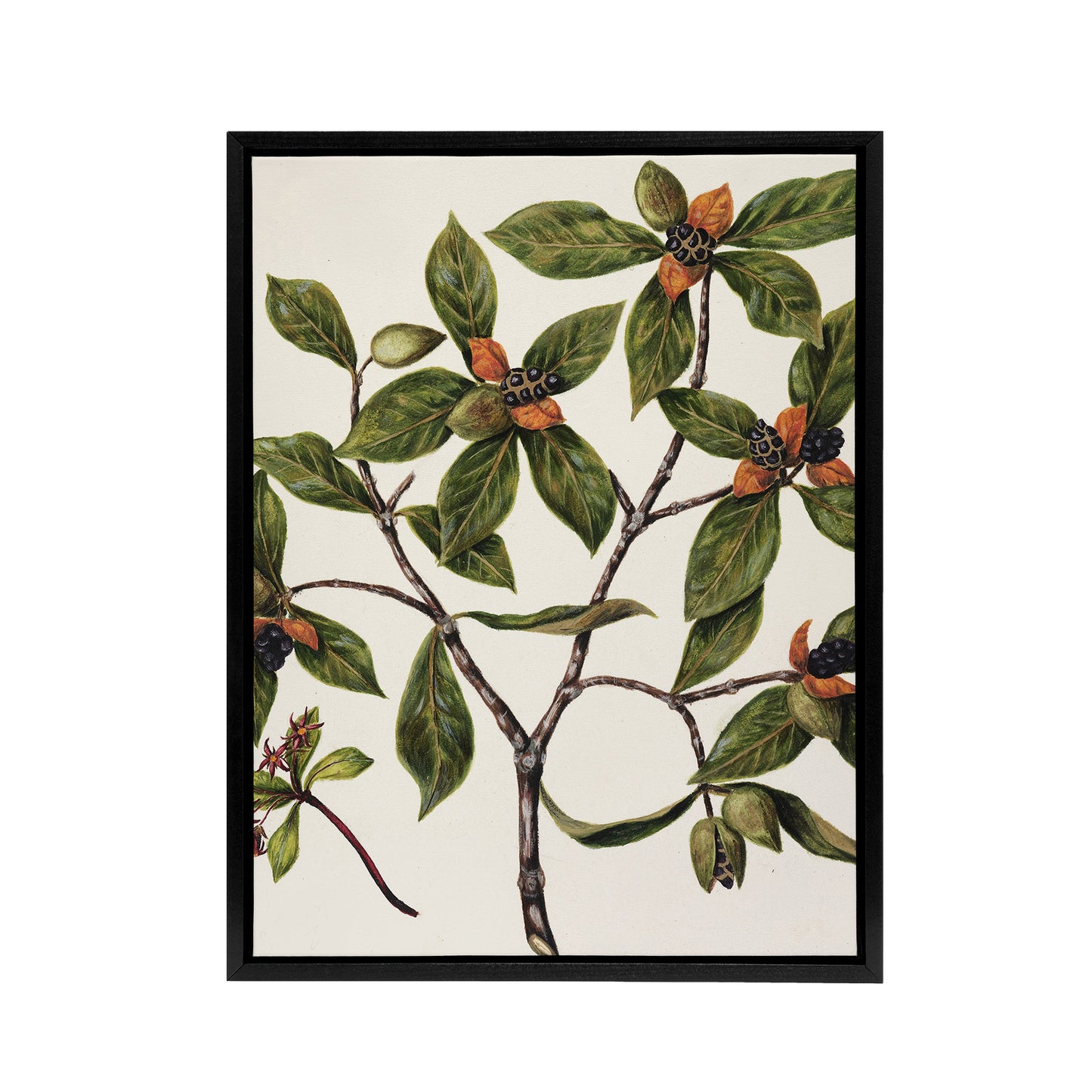 New Zealand Tawhiri Karo Plant Artwork Featon Framed Canvas Wall Art Print