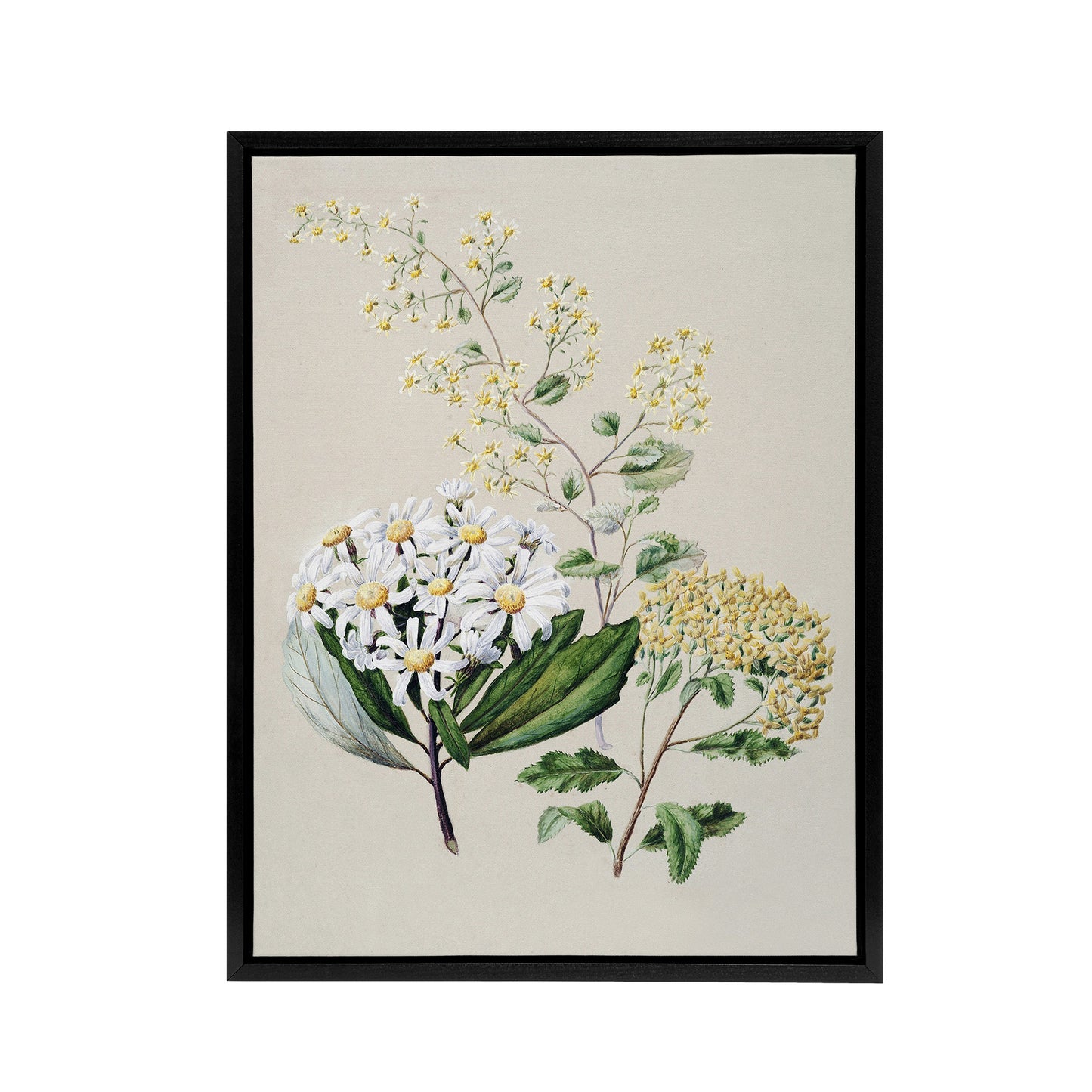 New Zealand Three Senecio Flower Species Featon Framed Canvas Wall Art Print