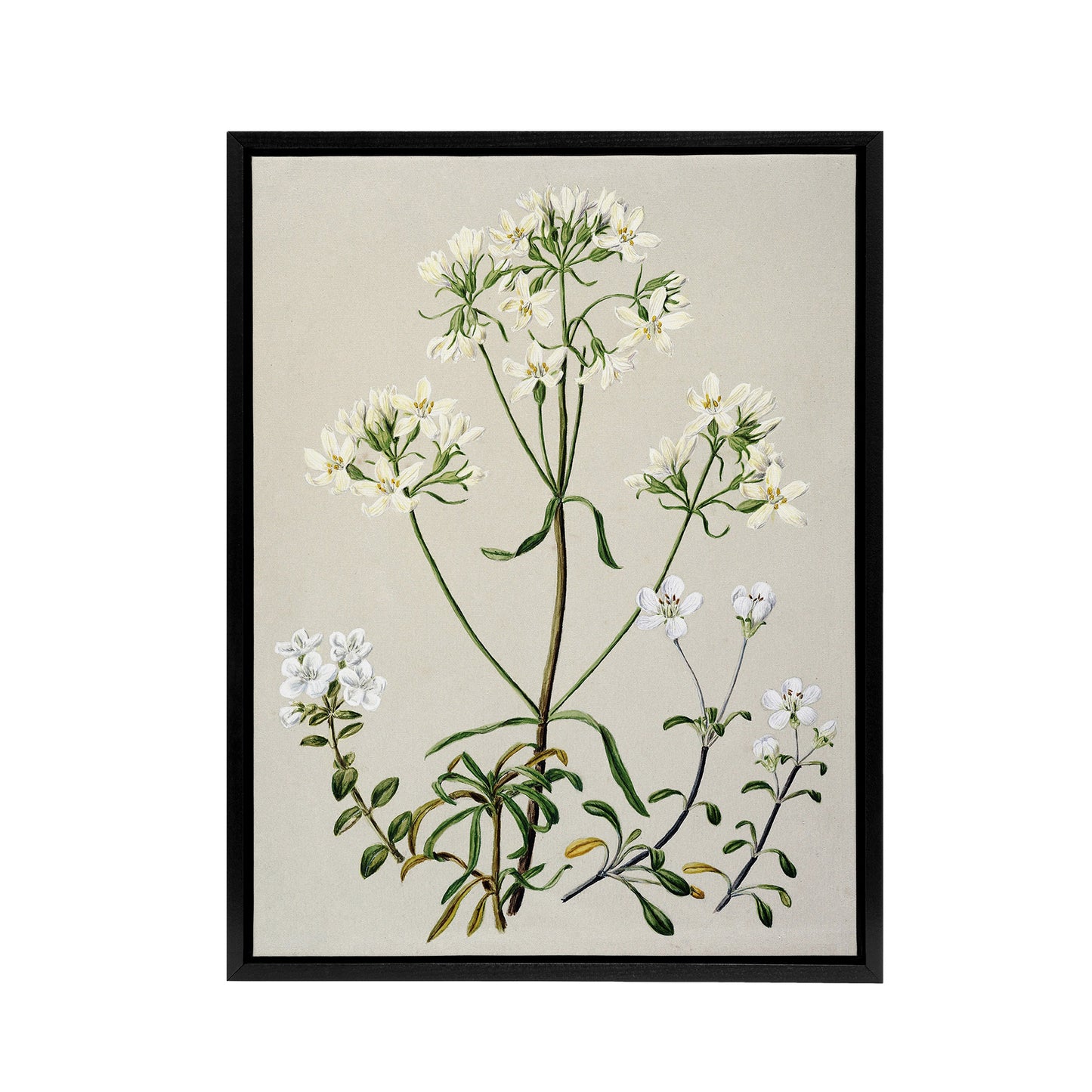 New Zealand White Gentiana Flowers Featon Framed Canvas Wall Art Print