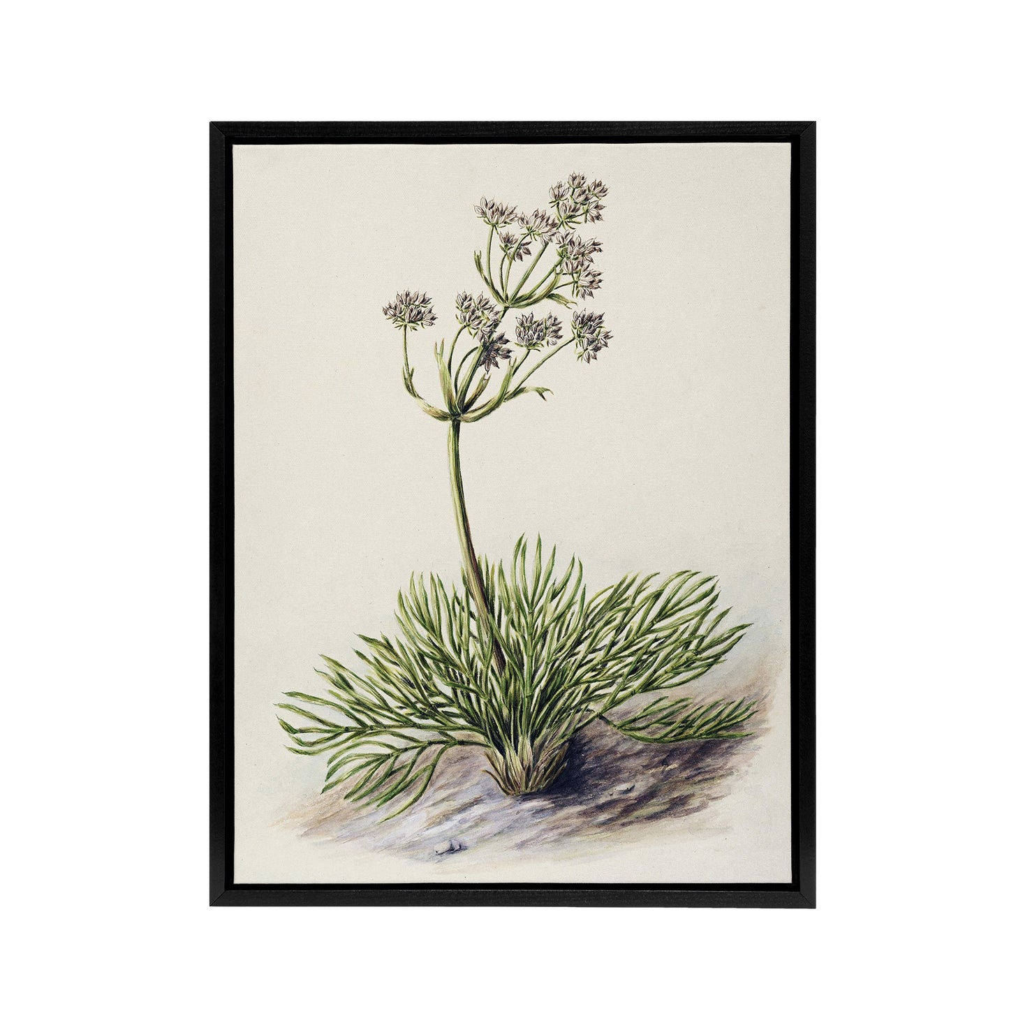New Zealand Wild Spaniard Flower Featon Framed Canvas Wall Art Print
