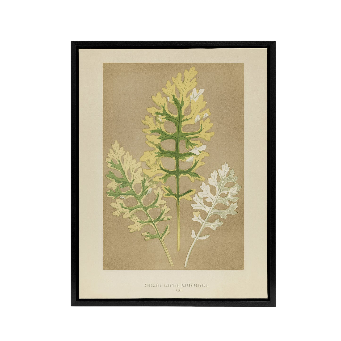 Vintage Botanical Dusty Miller Leaves Fawcett Framed Canvas Wall Art