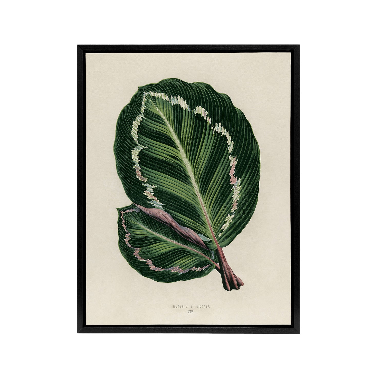 Vintage Botanical Maranta Calathea Leaves Fawcett Framed Canvas Wall Art