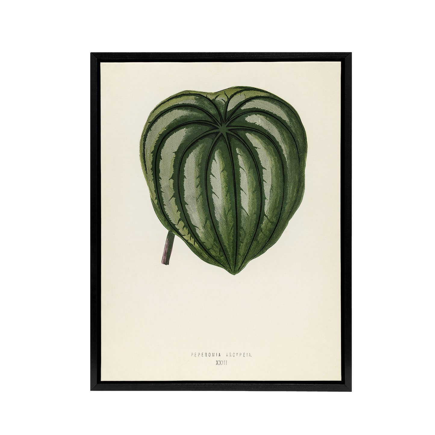 Vintage Botanical Pepper Elder Leaf Fawcett Black Framed Canvas Wall Art