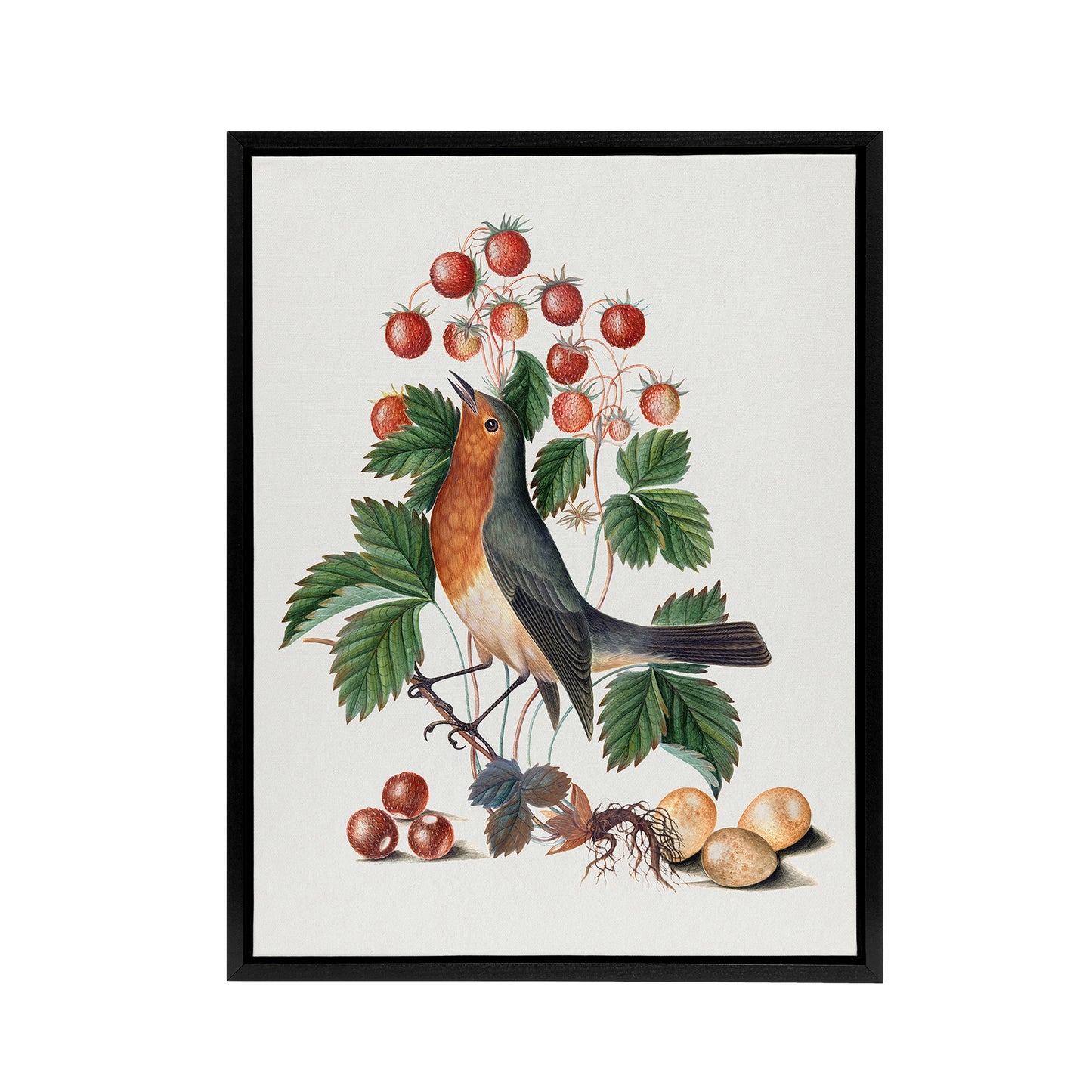 Robin Bird and Wild Strawberry Plant Bolton Black Framed Canvas Wall Art